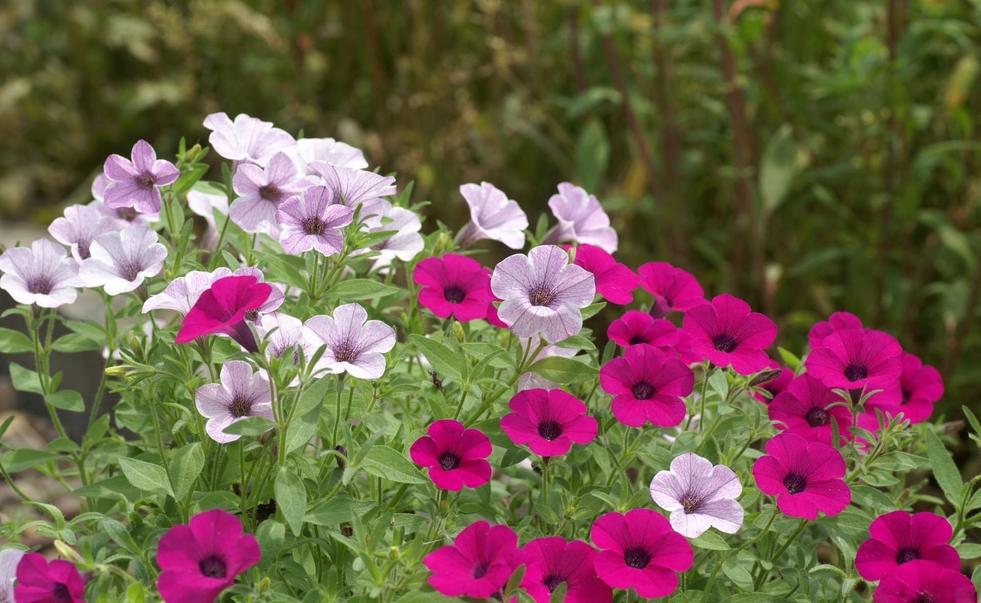 Download mobile wallpaper Petunia, Flower Bed, Greens, Flowerbed, Flowers, Bright for free.