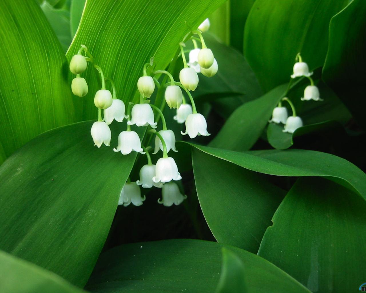 lily of the valley, plants, flowers, green 8K