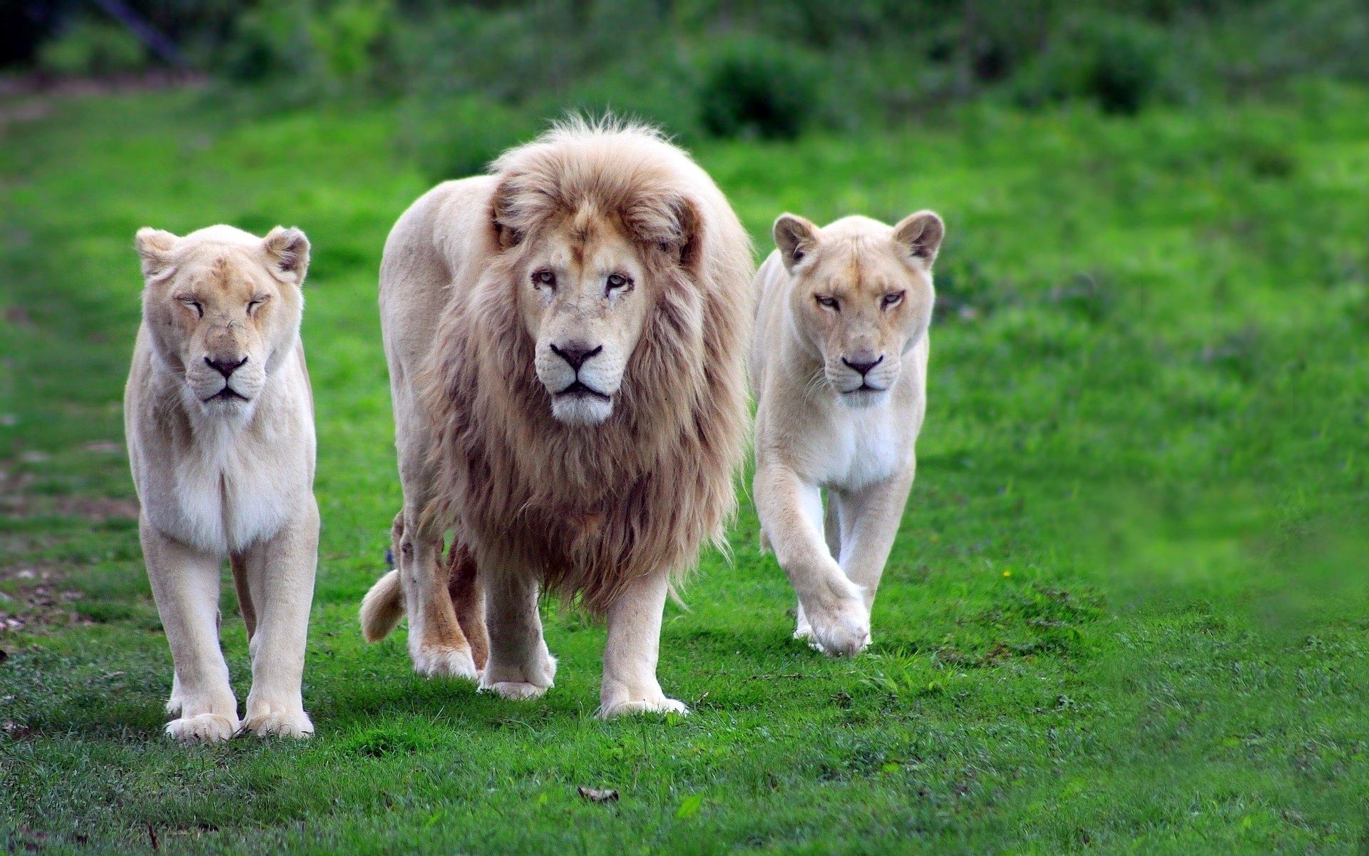 80978 скачать обои семья, хищники, львы, прогулка, животные, походка, трава - заставки и картинки бесплатно