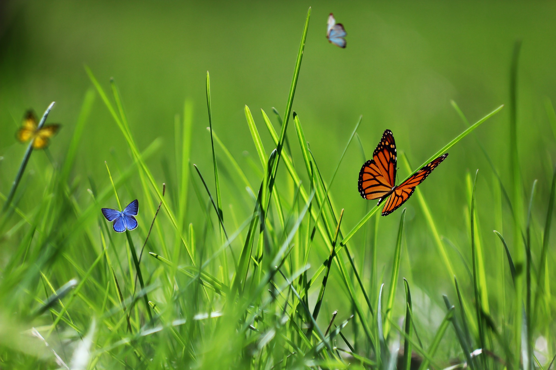 Free download wallpaper Nature, Macro, Insect, Butterfly, Animal on your PC desktop