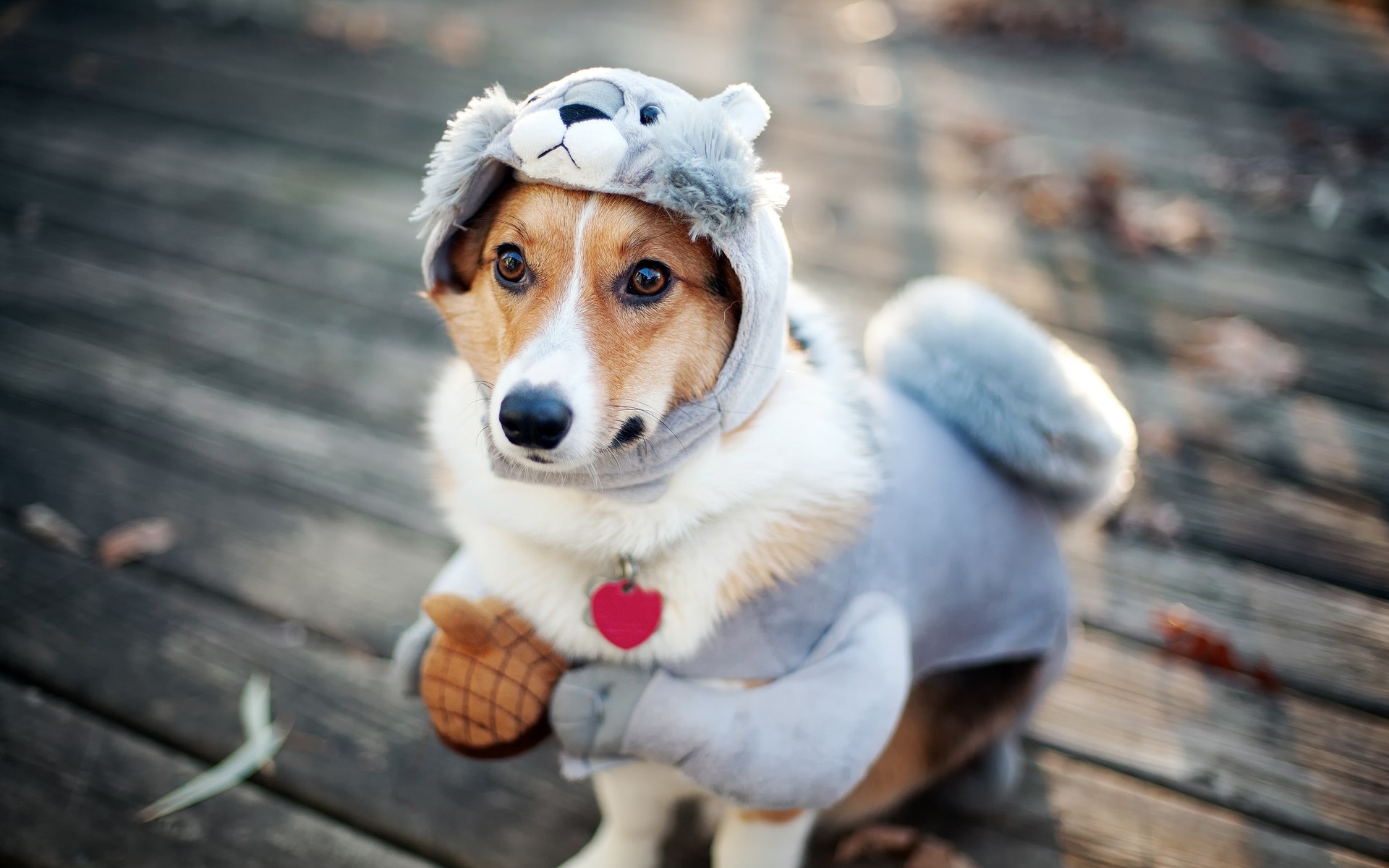 Téléchargez des papiers peints mobile Animaux, Chiens, Chien gratuitement.