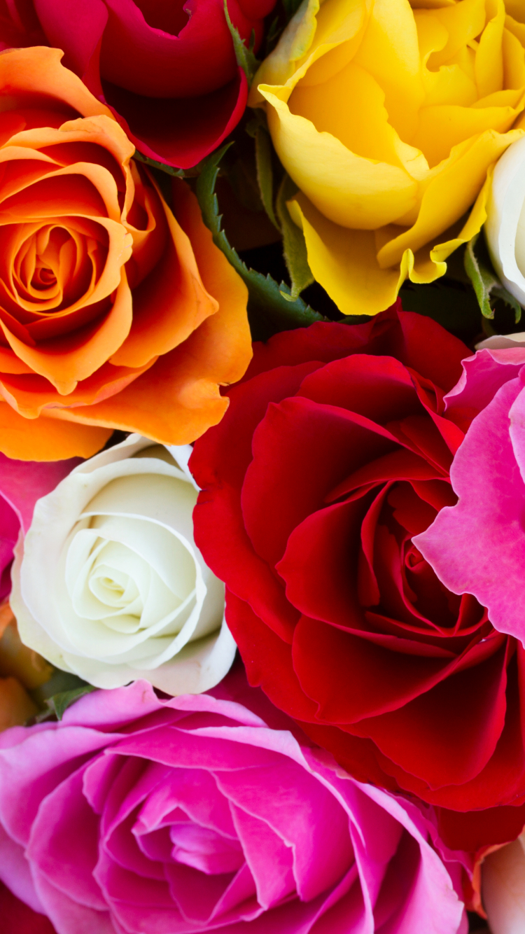 無料モバイル壁紙フラワーズ, 花, 薔薇, 地球, 色, カラフル, 黄色い花, 白い花, 赤い花, ピンクの花, オレンジフラワーをダウンロードします。