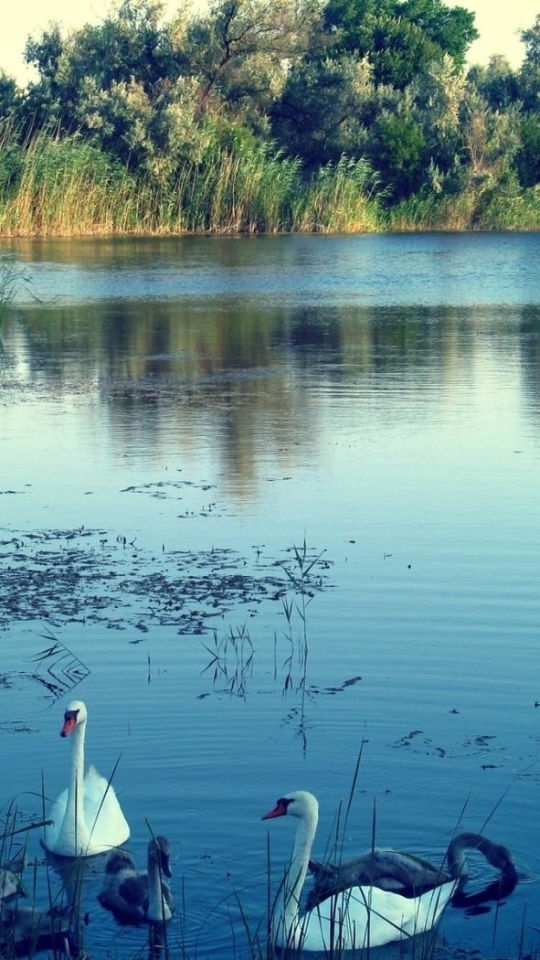 Baixar papel de parede para celular de Lagos, Lago, Terra/natureza gratuito.