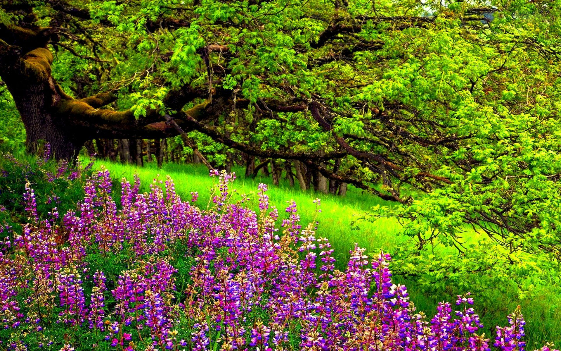 742459 descargar fondo de pantalla fotografía, parque, tierra, flor, verde, altramuz, flor purpura, árbol: protectores de pantalla e imágenes gratis