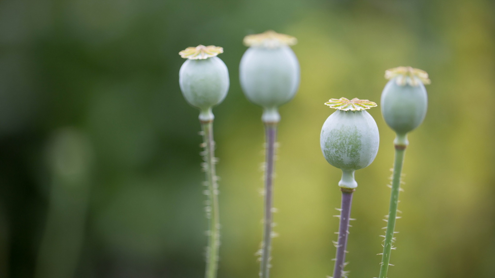 Free download wallpaper Poppy, Flowers, Earth on your PC desktop