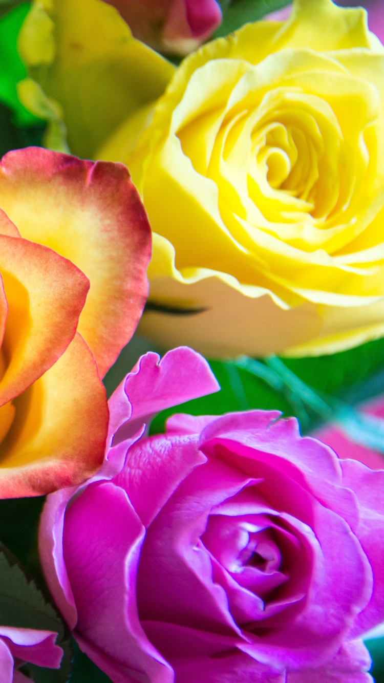 Handy-Wallpaper Blumen, Blume, Rose, Erde, Farben, Bunt, Erde/natur kostenlos herunterladen.
