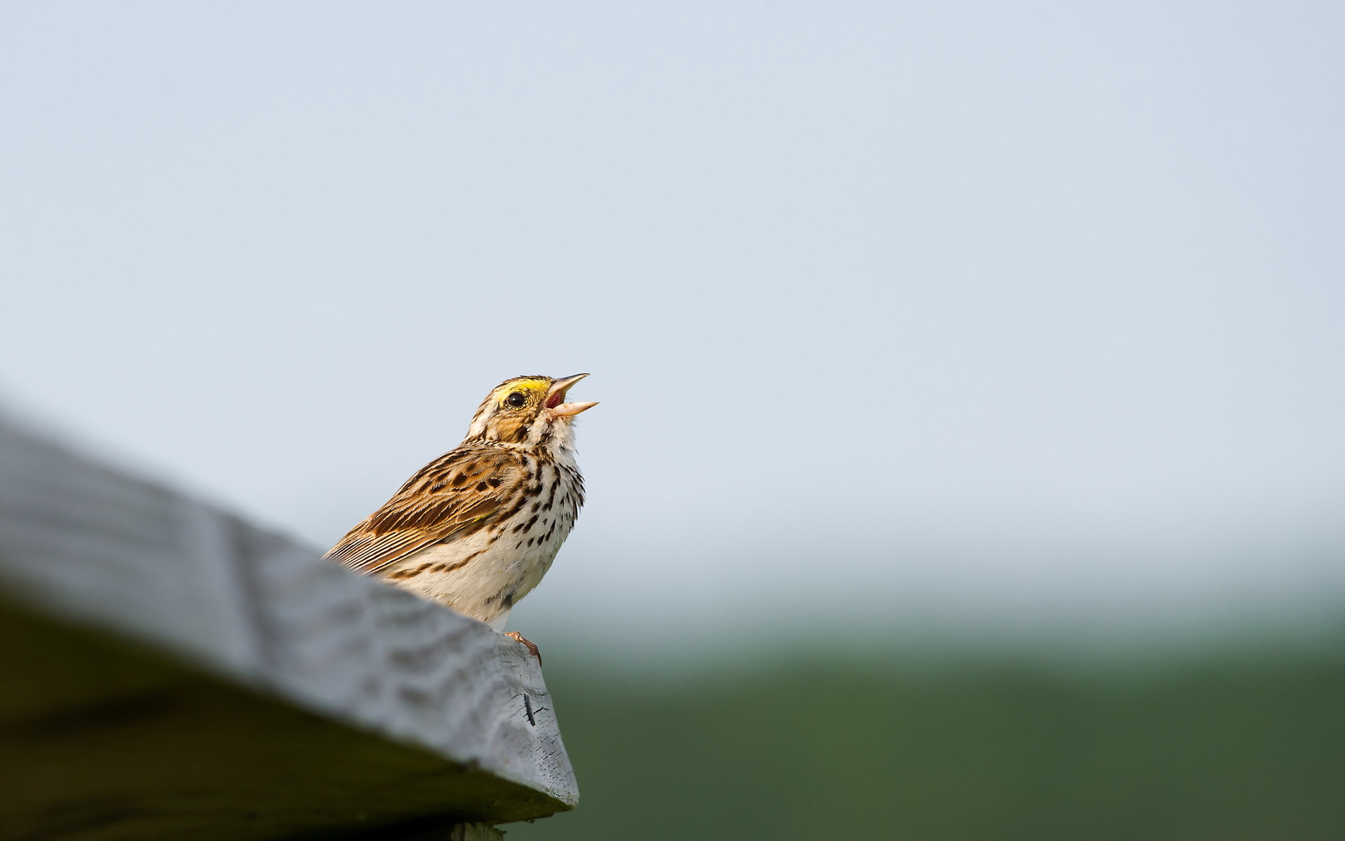 Free download wallpaper Birds, Bird, Animal on your PC desktop