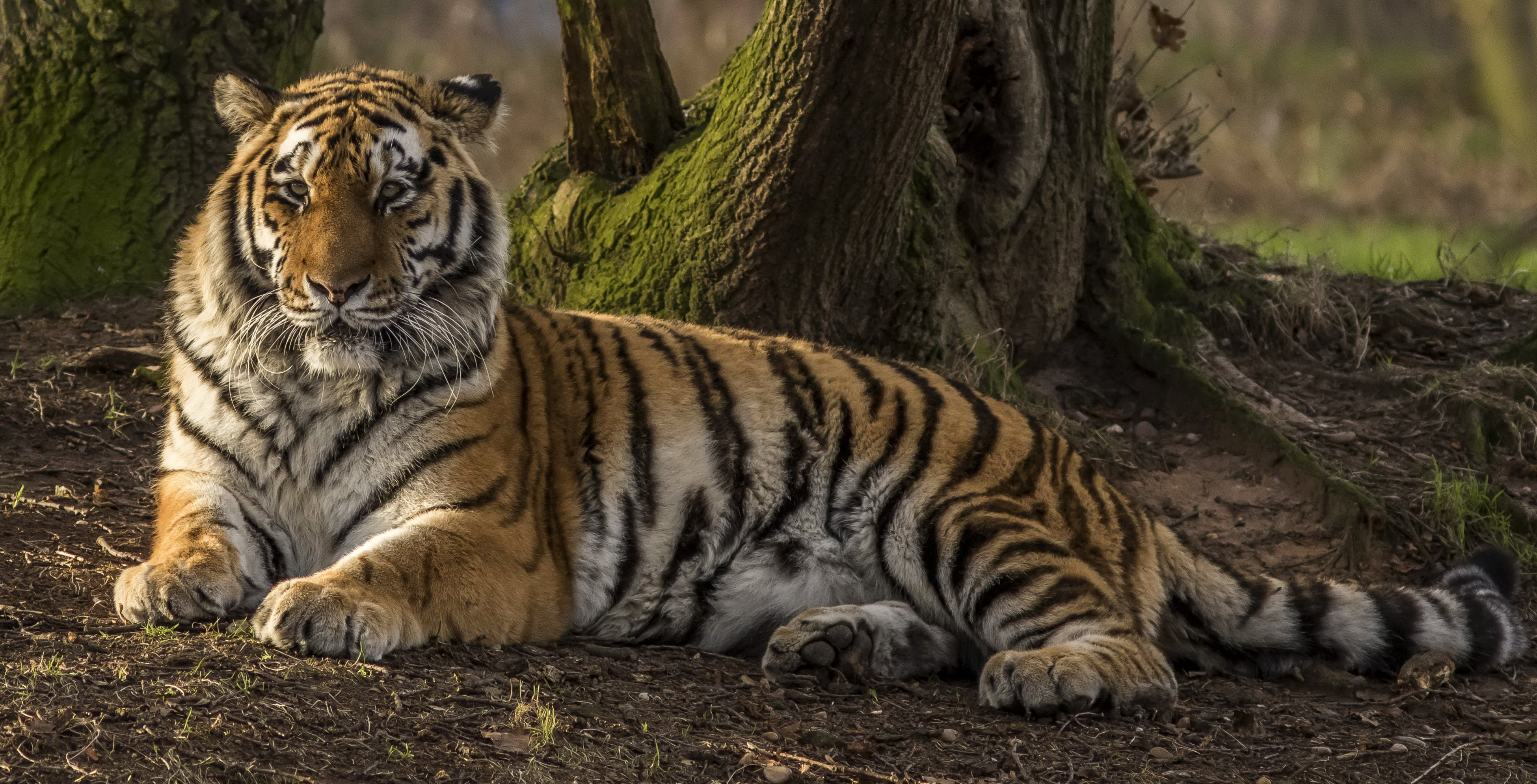 Handy-Wallpaper Tiere, Katzen, Tiger kostenlos herunterladen.