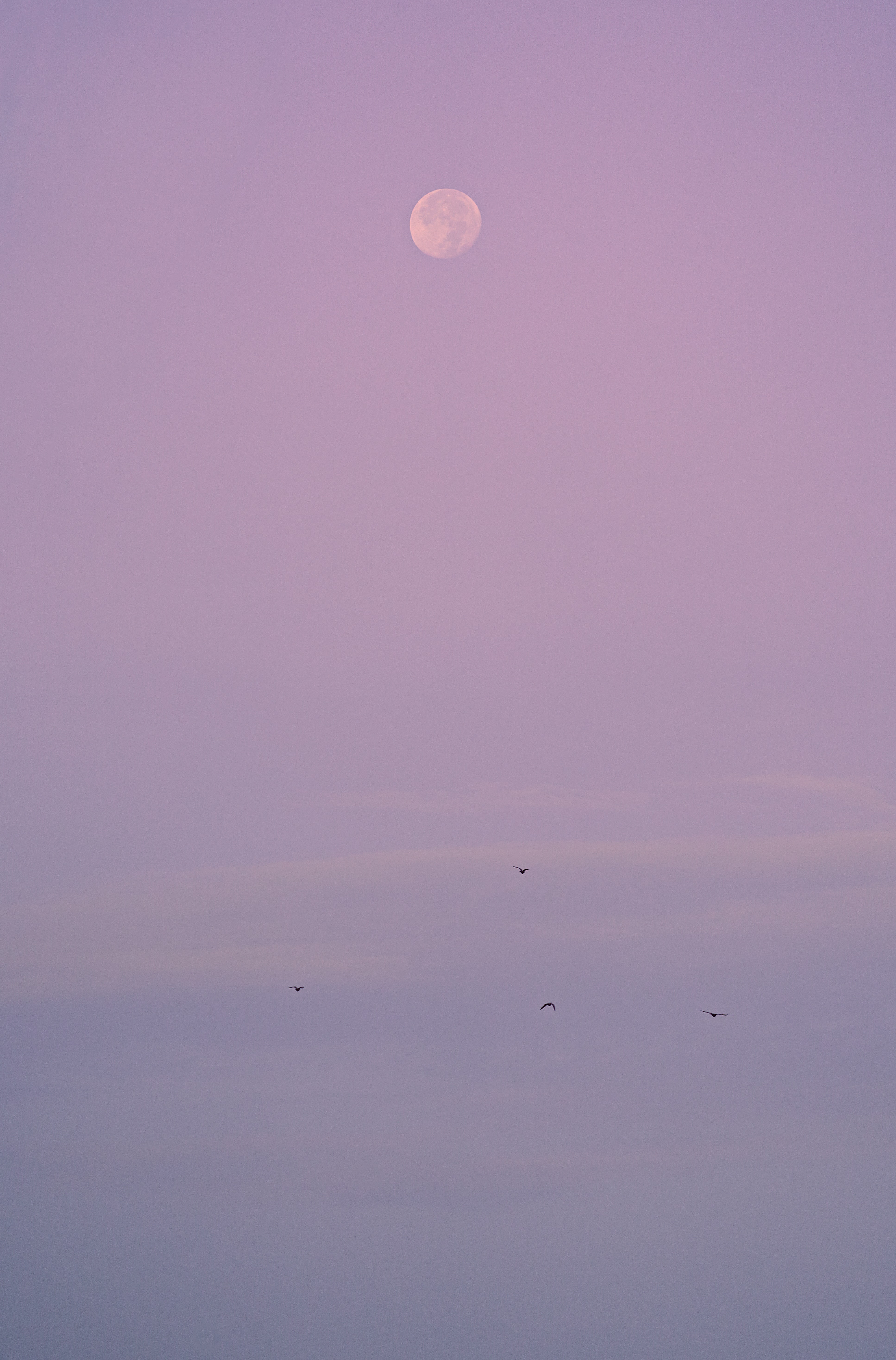 evening, nature, birds, moon, violet, purple Panoramic Wallpaper