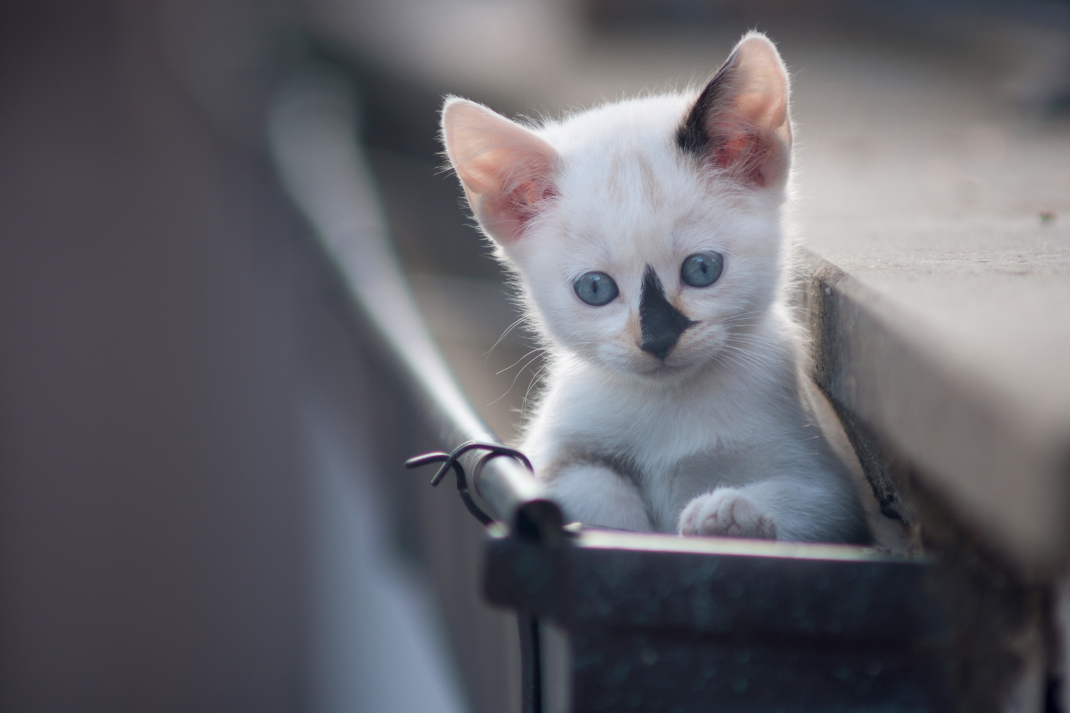 Handy-Wallpaper Tiere, Katzen, Katze, Kätzchen, Tierbaby kostenlos herunterladen.