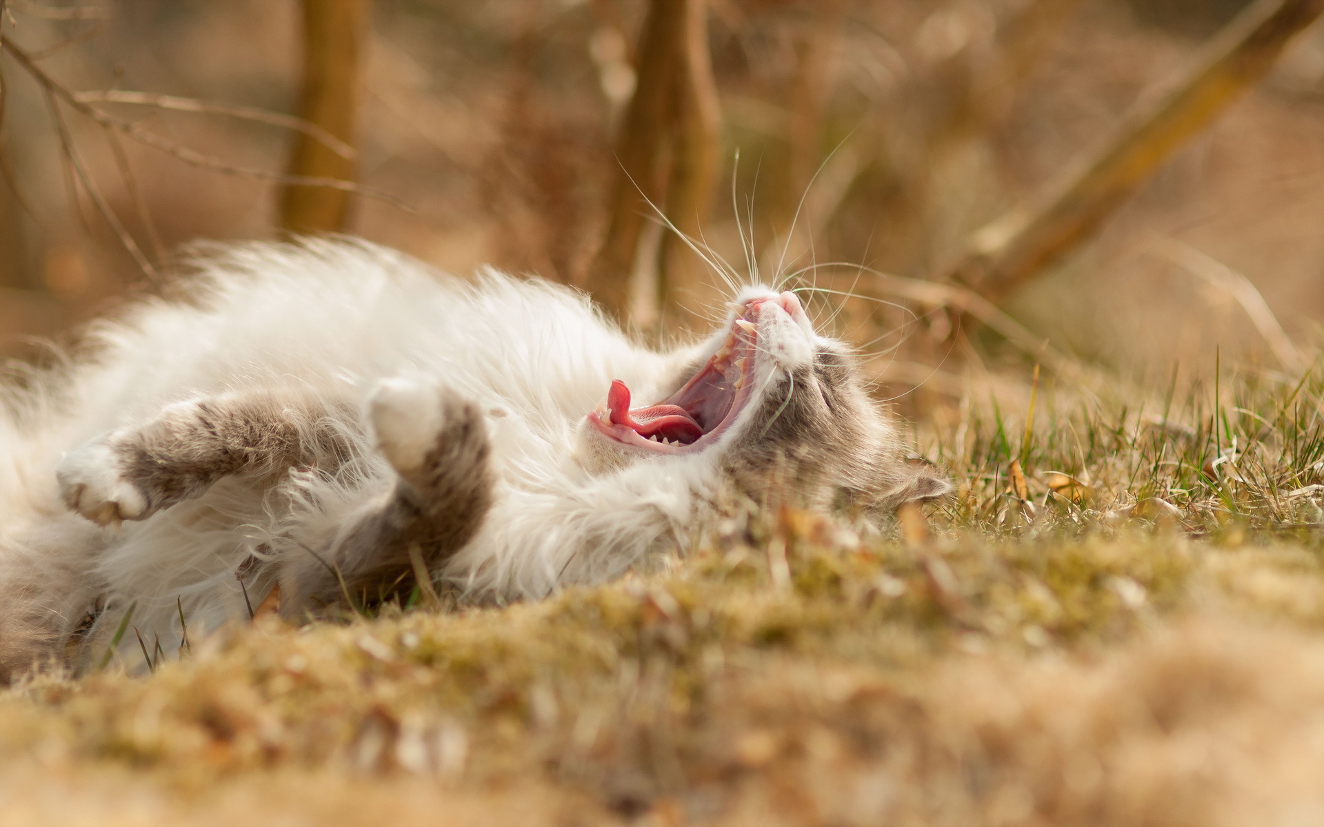 Handy-Wallpaper Katze, Katzen, Tiere kostenlos herunterladen.