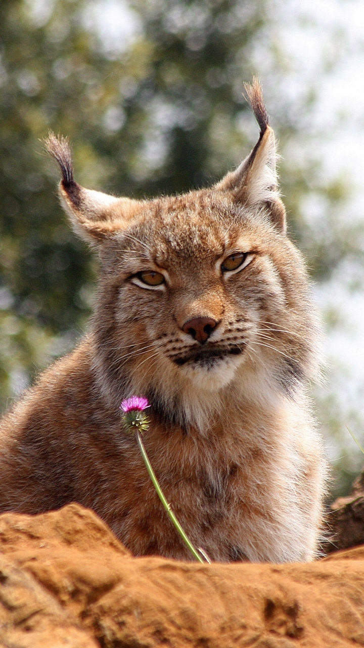 Handy-Wallpaper Tiere, Katzen, Bokeh, Luchs kostenlos herunterladen.