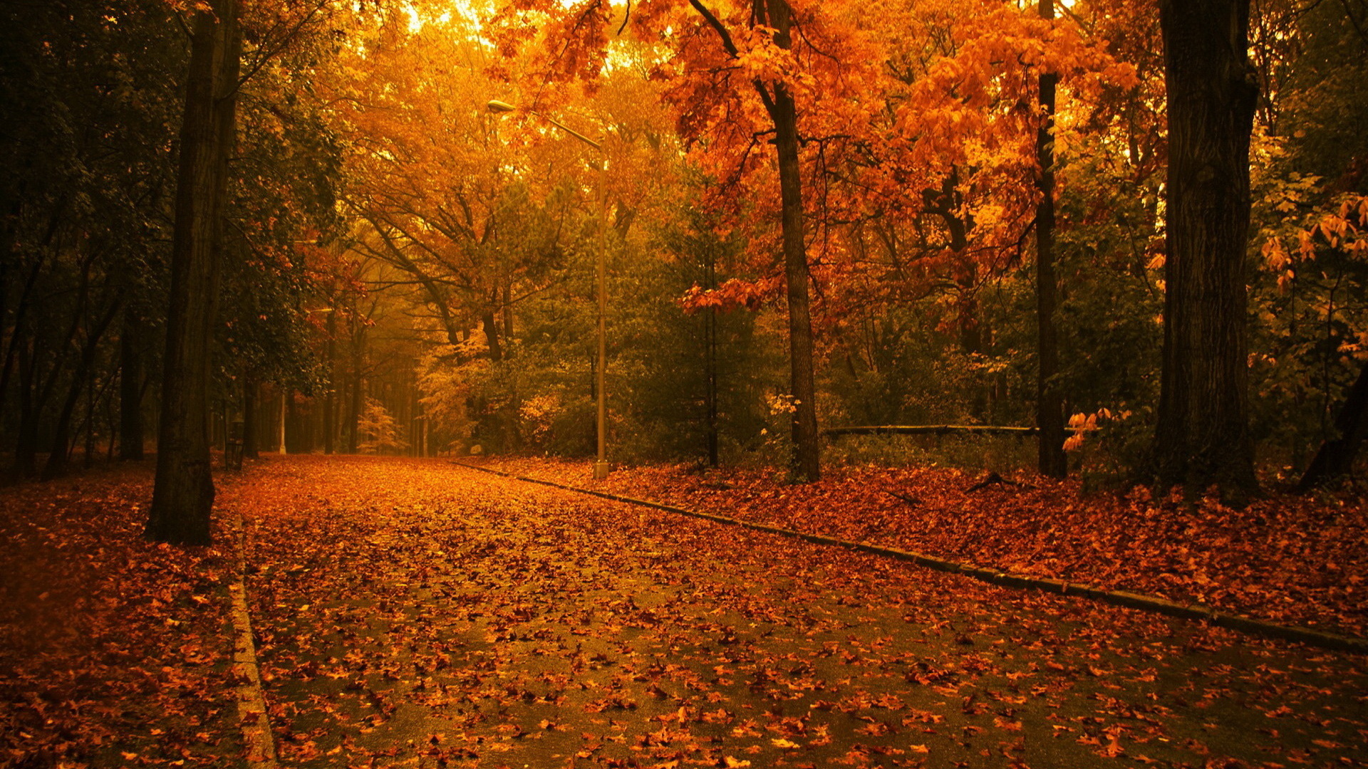 Baixe gratuitamente a imagem Natureza, Outono, Folha, Estação, Terra/natureza na área de trabalho do seu PC