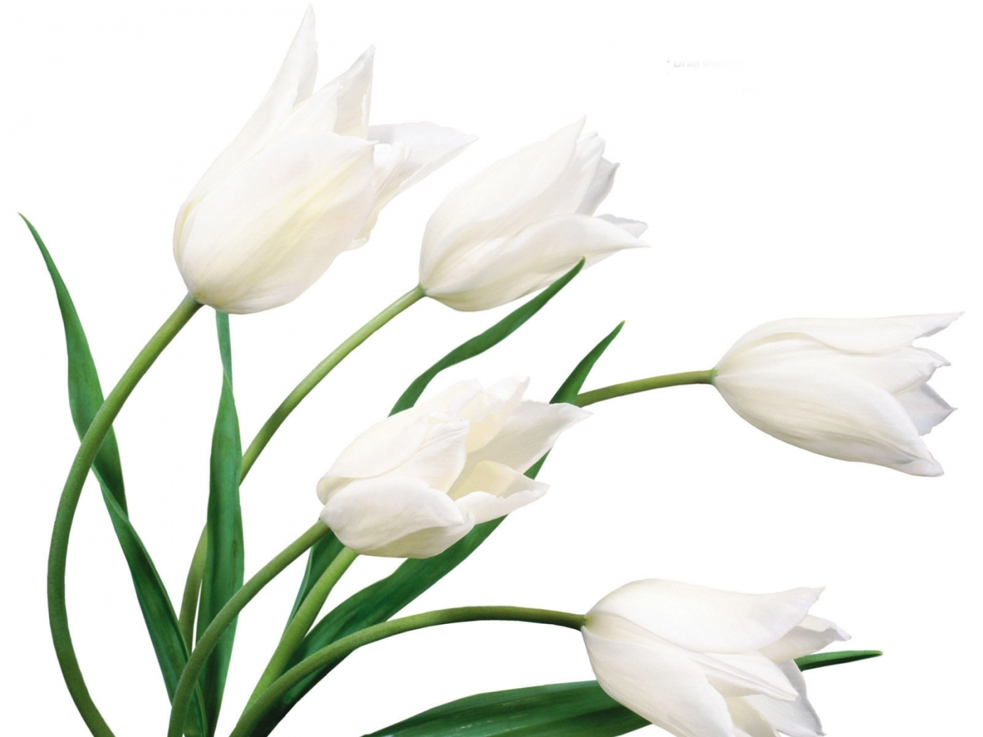 23672 télécharger le fond d'écran tulipes, plantes, fleurs, blanc - économiseurs d'écran et images gratuitement