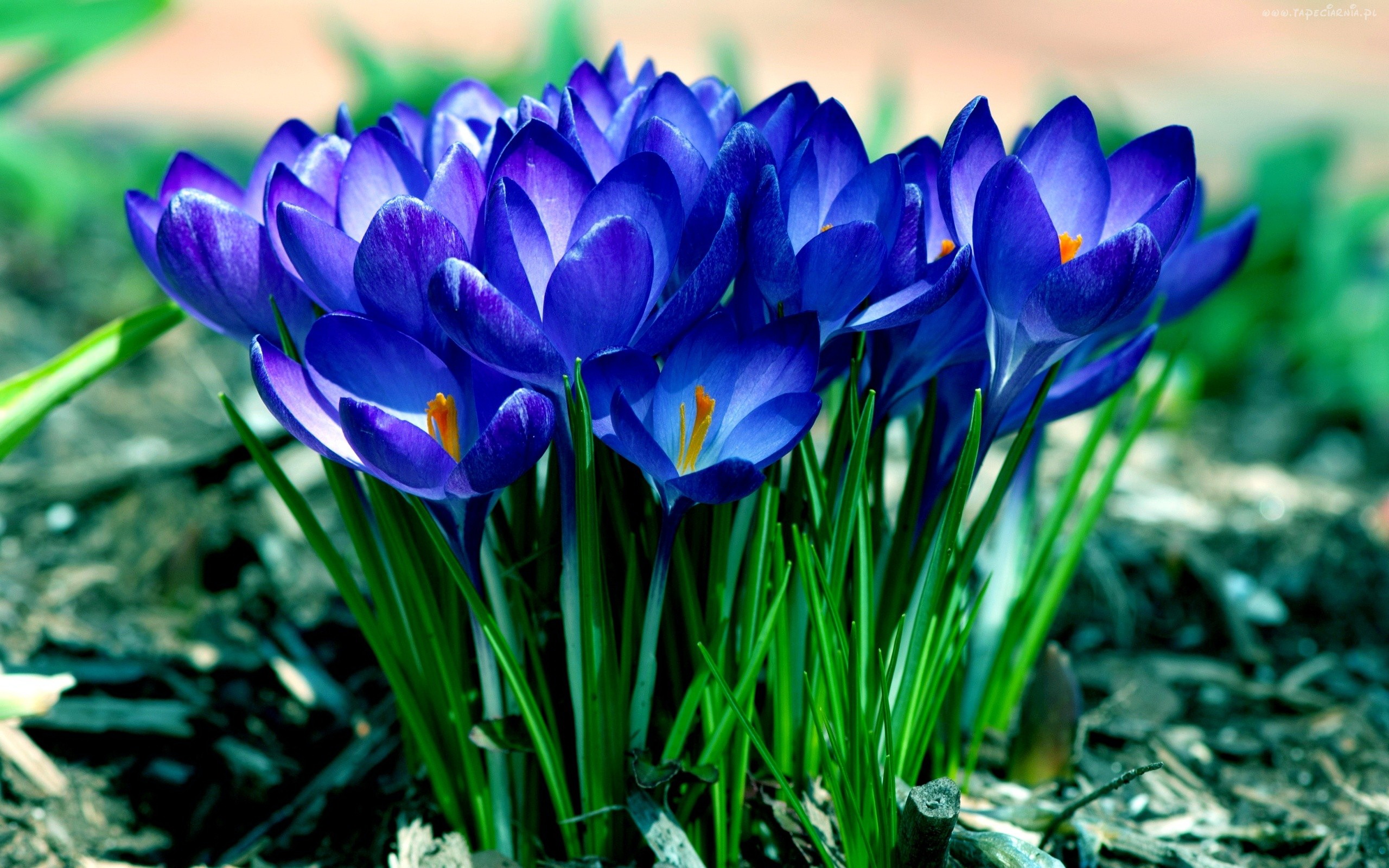 Download mobile wallpaper Crocus, Flowers, Earth for free.
