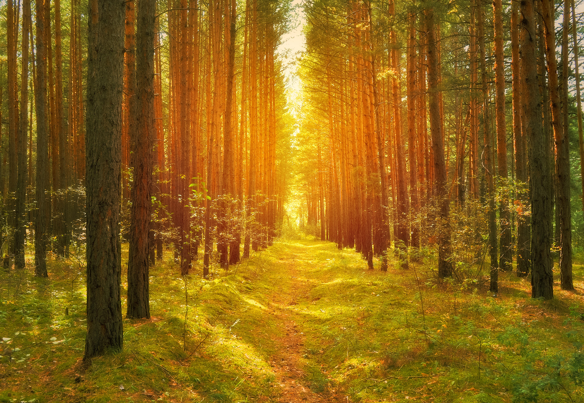 sunlight, bright, earth, forest, nature, path, pine tree, tree