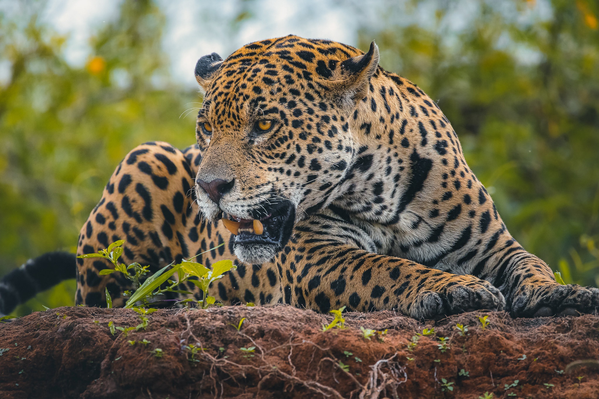 Baixar papel de parede para celular de Animais, Gatos, Predador, Onça Pintada gratuito.