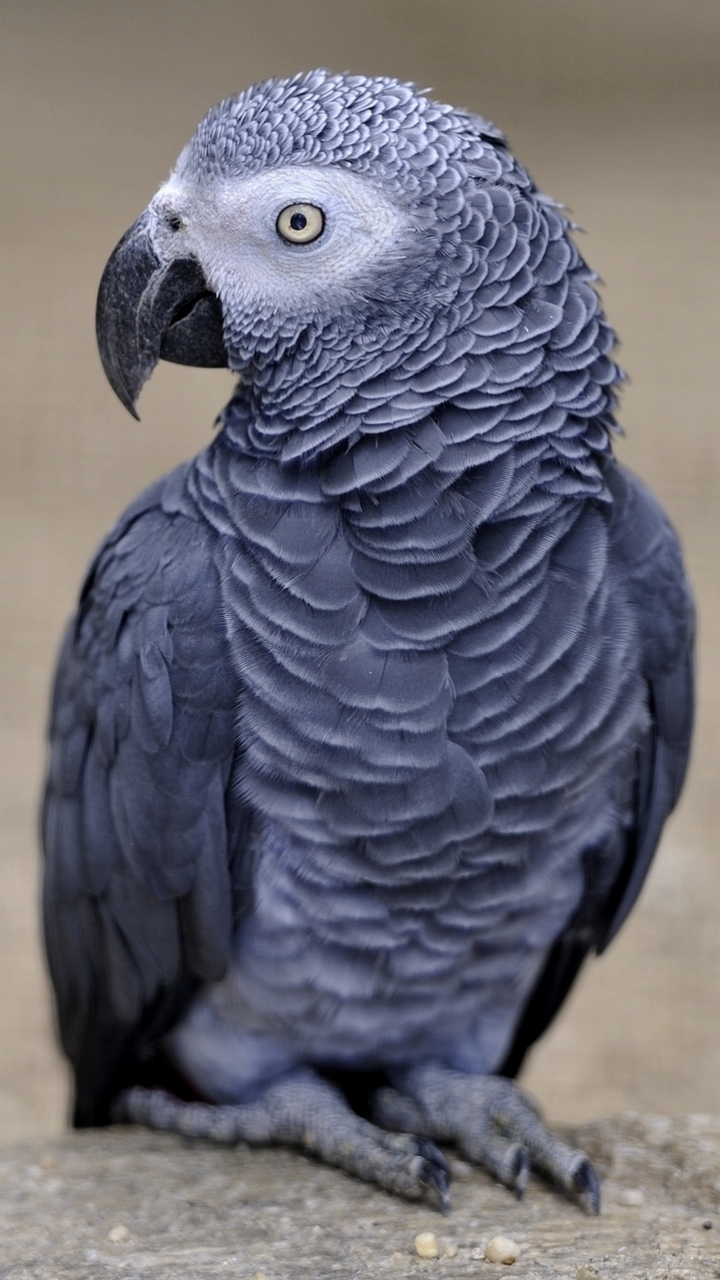 birds, animal, african grey parrot