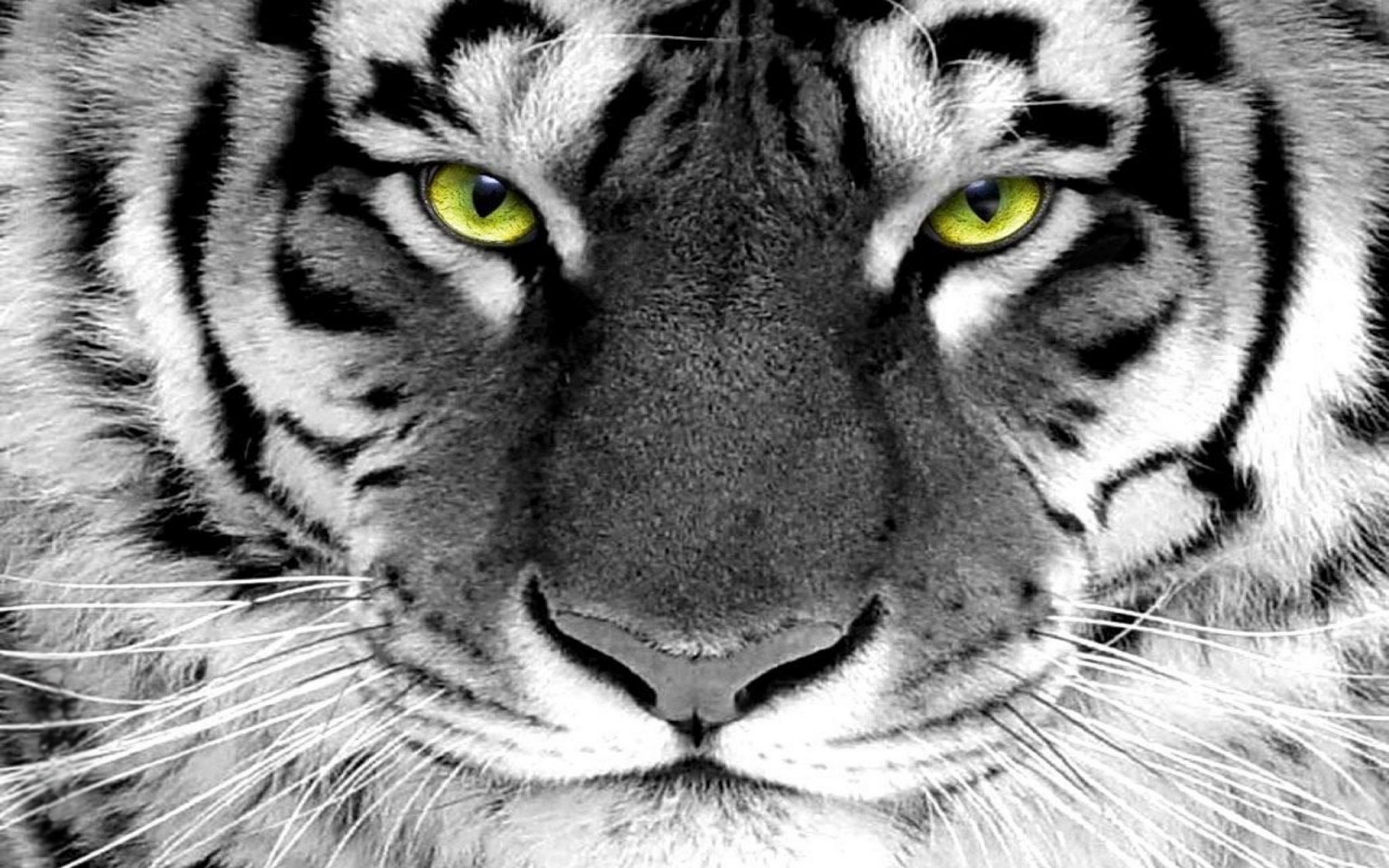 Descarga gratuita de fondo de pantalla para móvil de Animales, Gatos, Tigre.