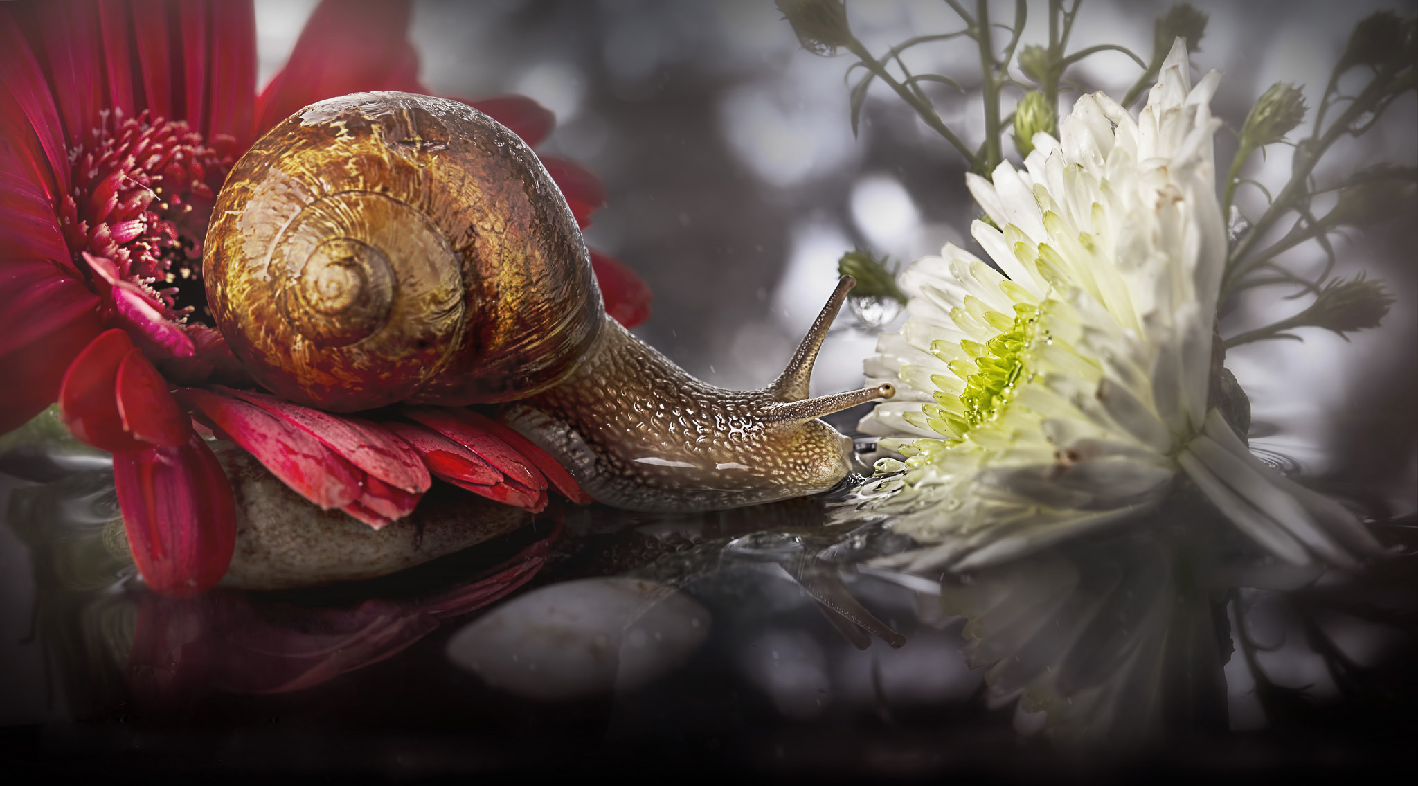 Download mobile wallpaper Reflection, Flower, Stone, Animal, Snail, White Flower, Red Flower for free.