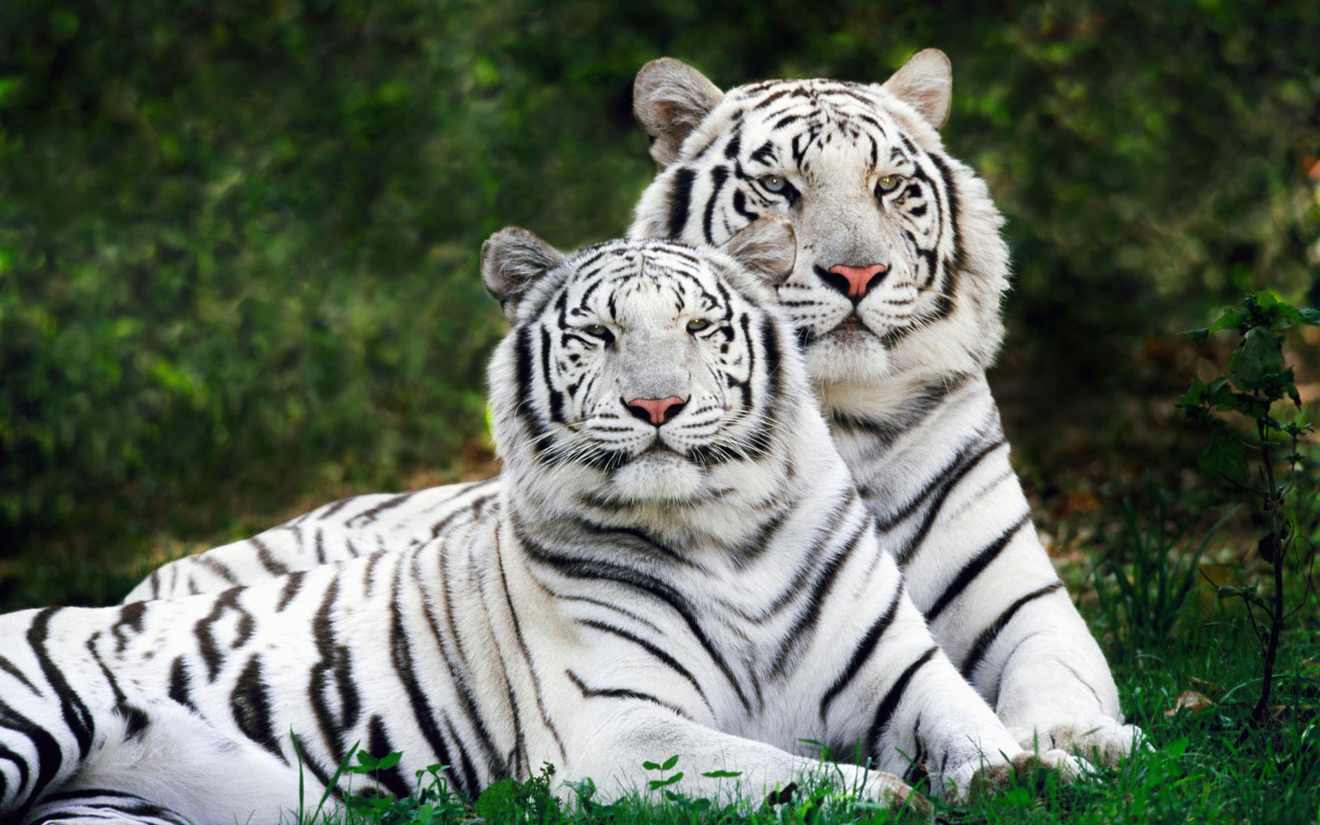 263177壁紙のダウンロード動物, ホワイトタイガー, 虎, 猫-スクリーンセーバーと写真を無料で