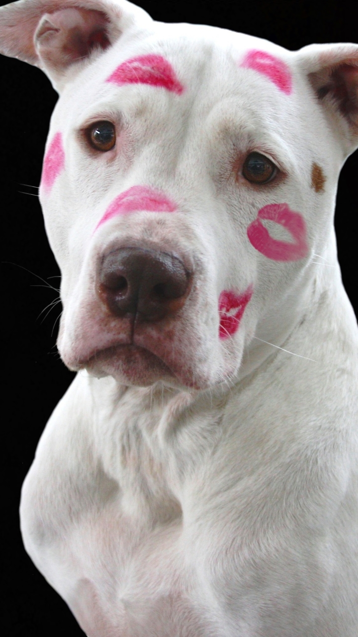 無料モバイル壁紙犬, バレンタイン・デー, ホリデーをダウンロードします。