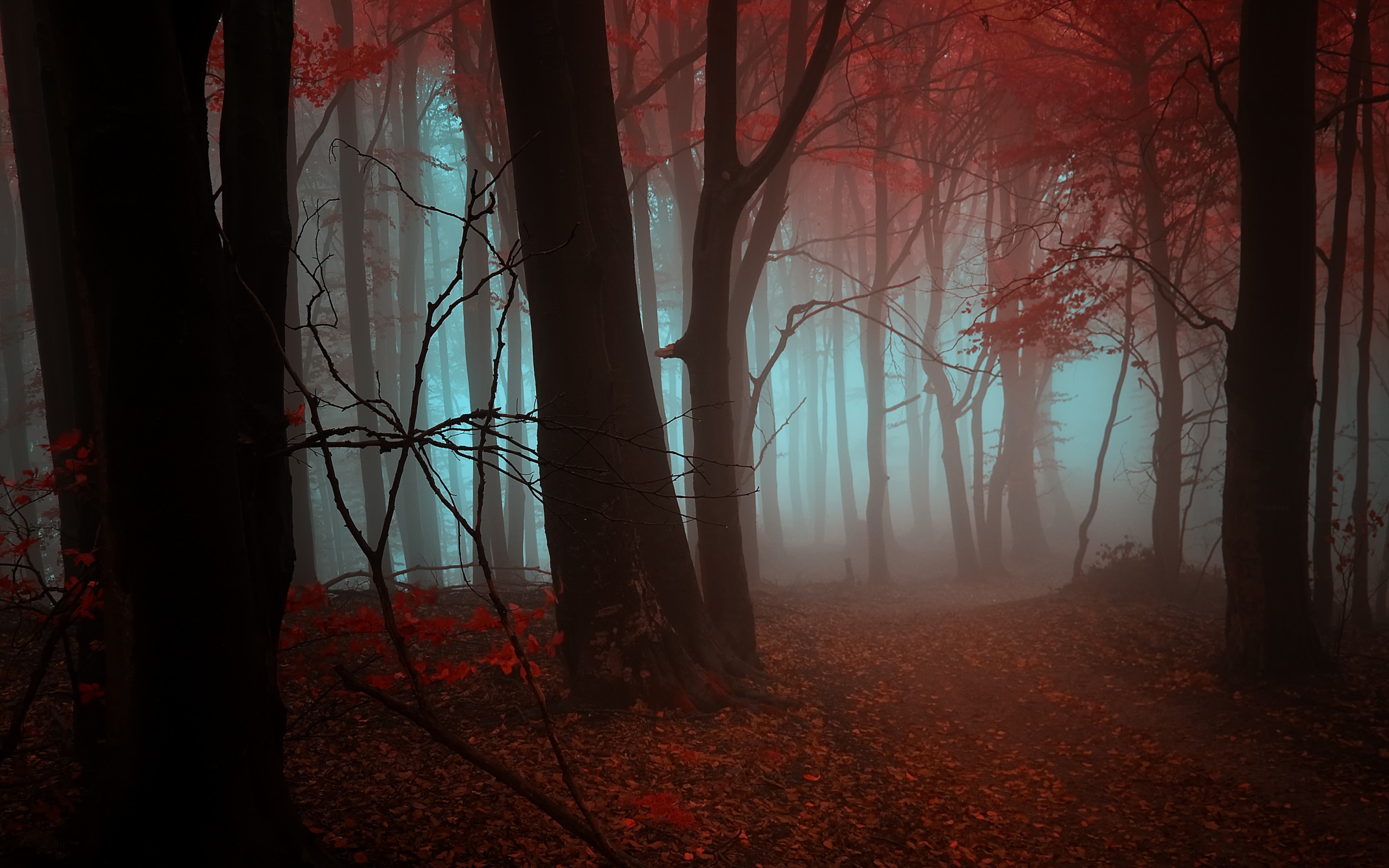 PCデスクトップに森, 霧, 地球画像を無料でダウンロード