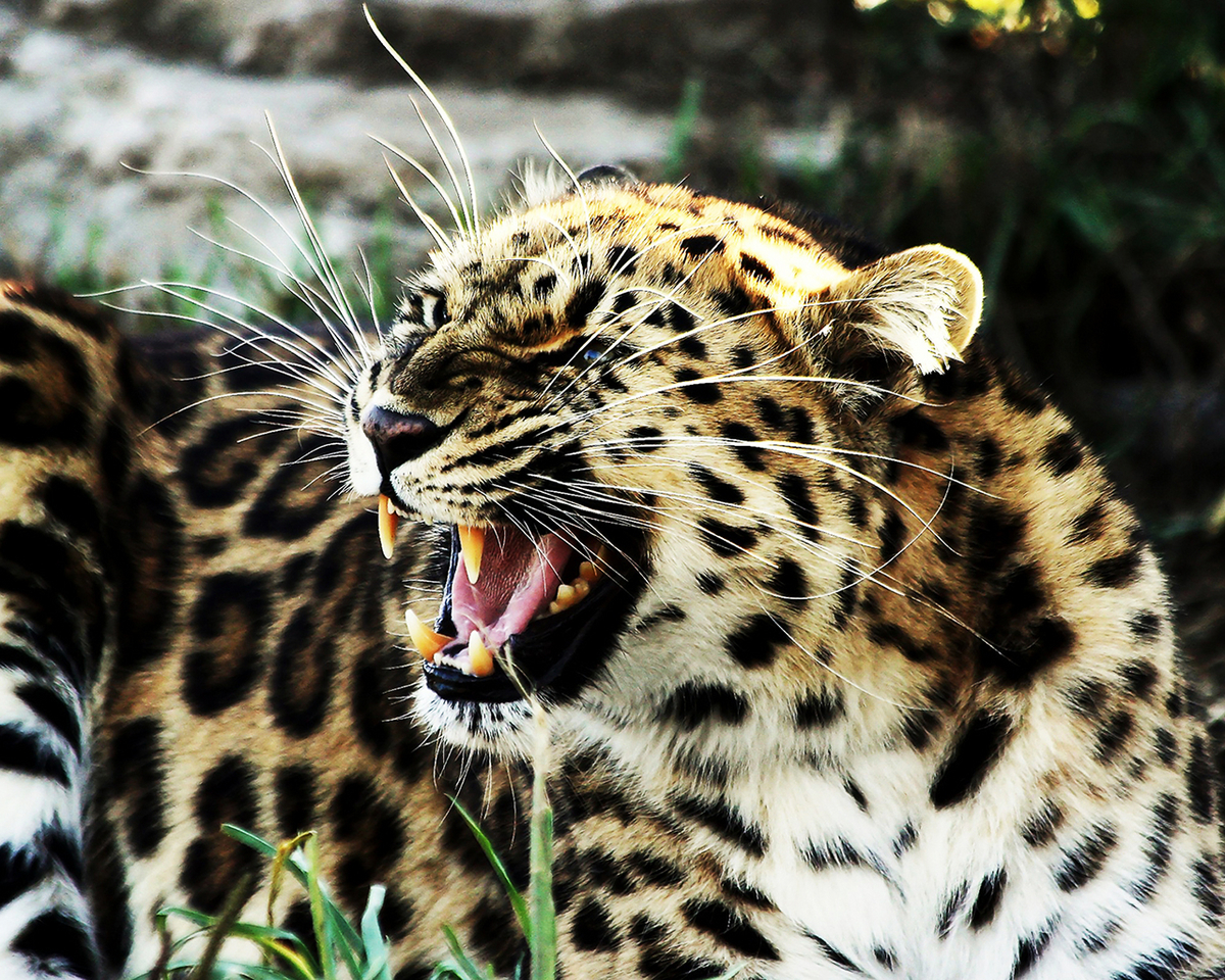 Скачати мобільні шпалери Тварини, Леопарди безкоштовно.