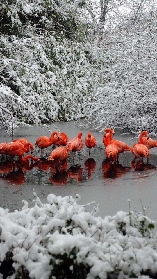 Download mobile wallpaper Winter, Birds, Snow, Flamingo, Bird, Animal for free.