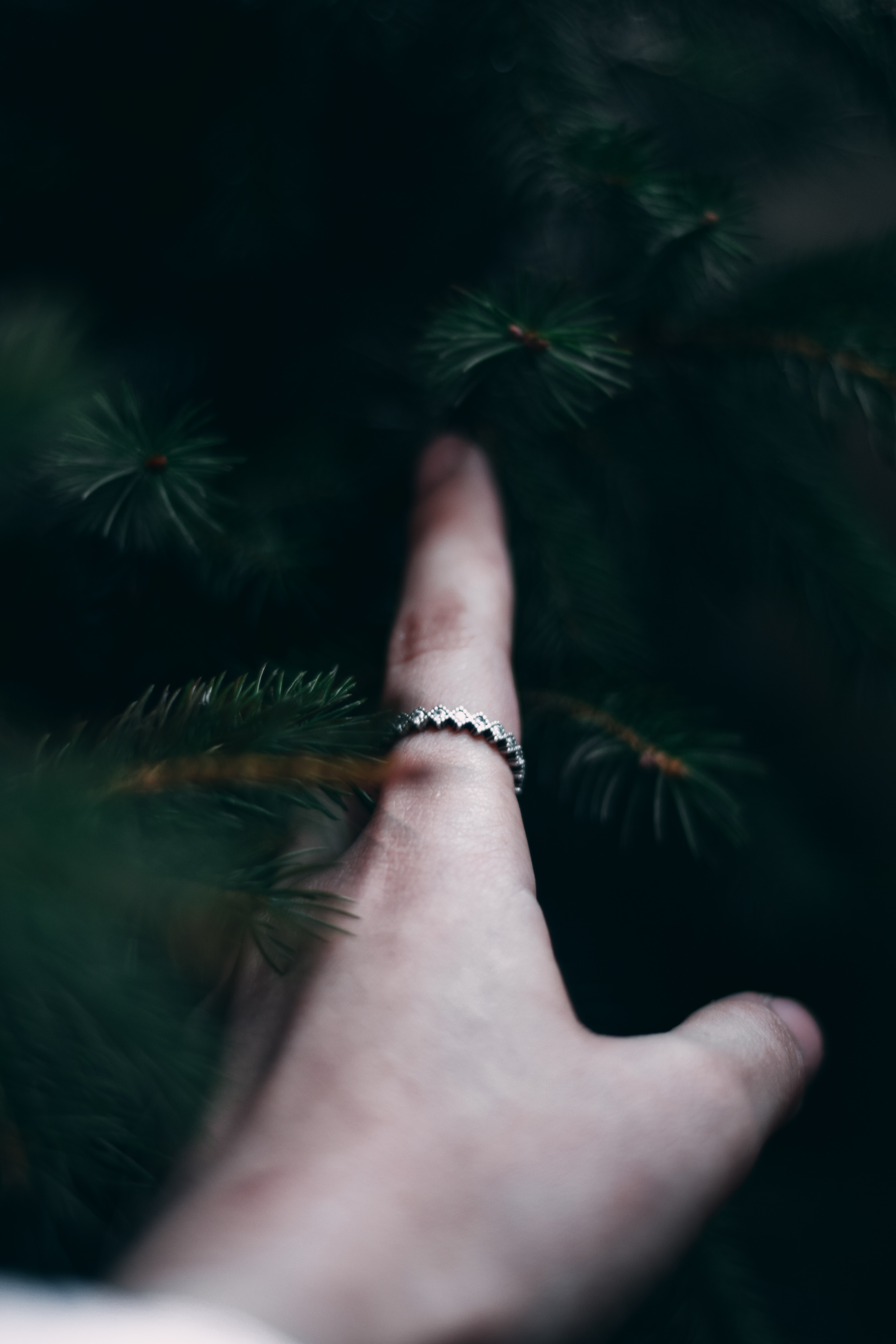 hand, miscellanea, miscellaneous, branches, spruce, fir, touching, touch, finger