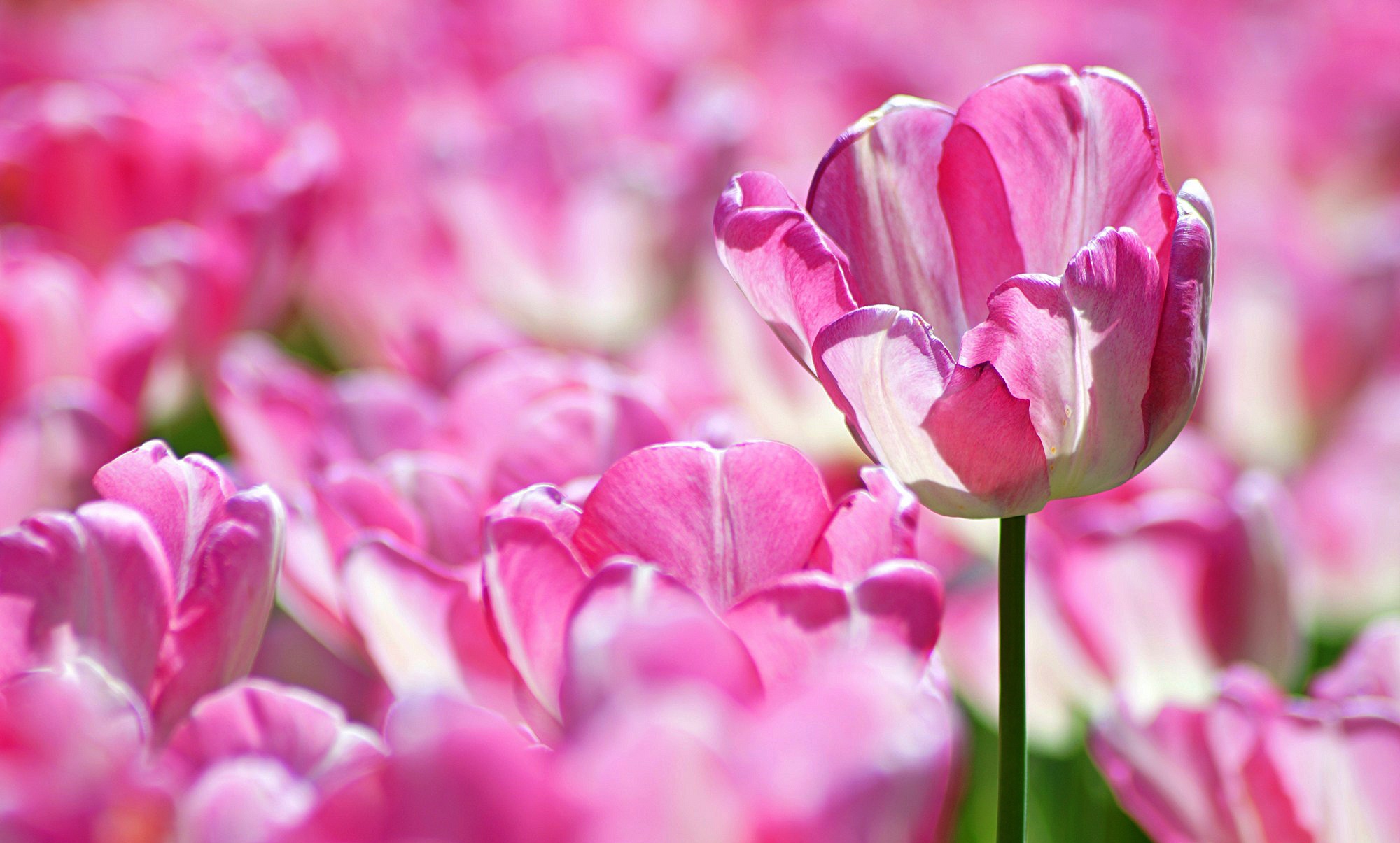 Laden Sie das Blumen, Blume, Makro, Tulpe, Erde/natur, Pinke Blume-Bild kostenlos auf Ihren PC-Desktop herunter