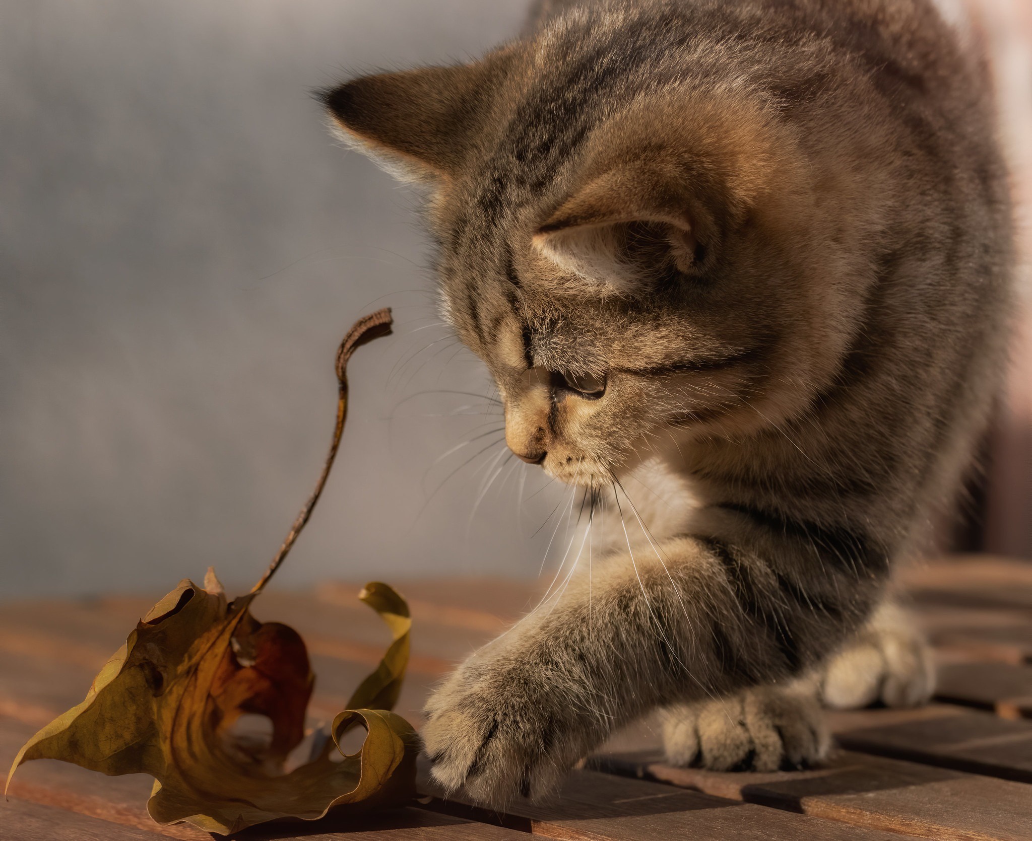 Baixe gratuitamente a imagem Gato, Gatos, Animais na área de trabalho do seu PC