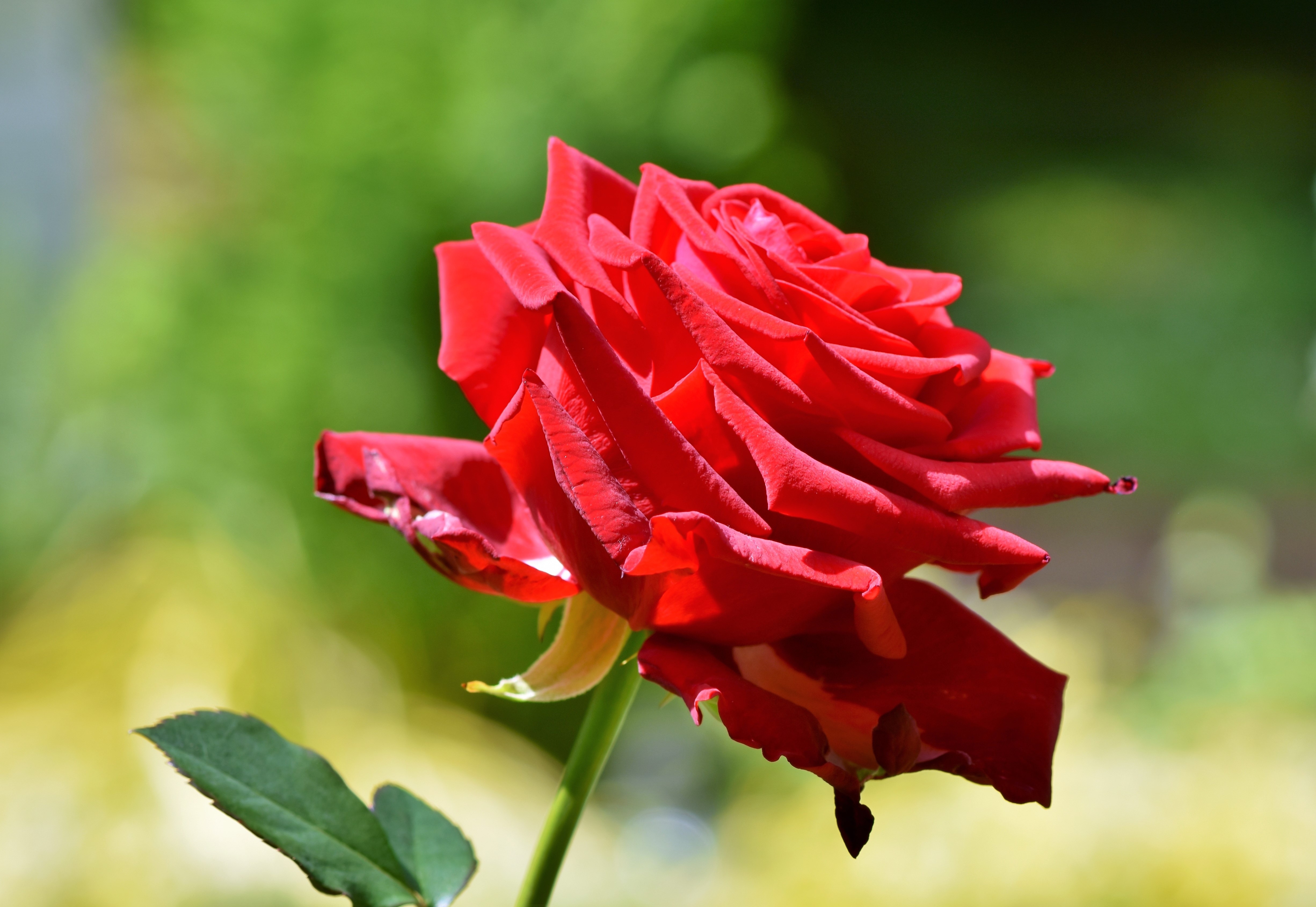 Téléchargez gratuitement l'image Fleurs, Rose, Fermer, Fleur Rouge, La Nature, Terre/nature sur le bureau de votre PC