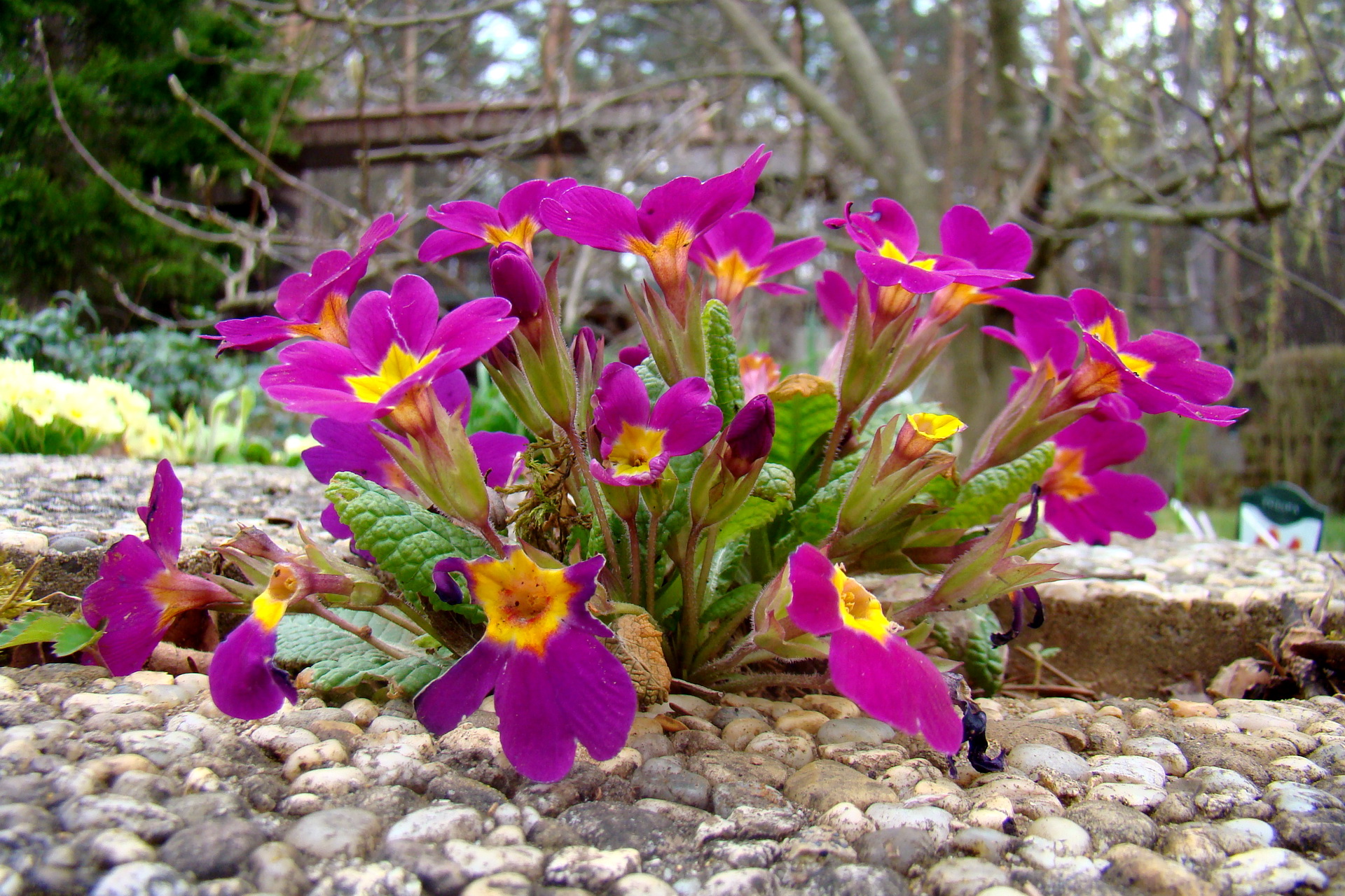 Descarga gratuita de fondo de pantalla para móvil de Flores, Flor, Tierra/naturaleza.