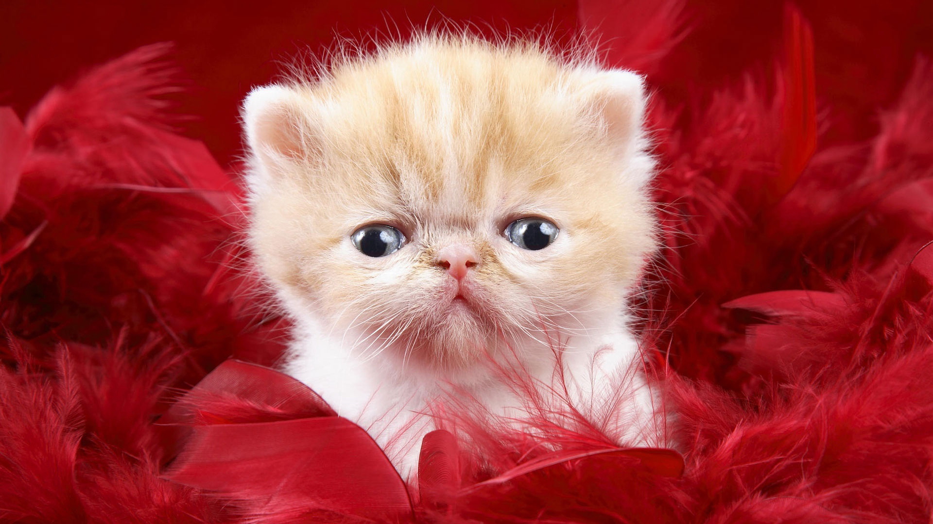 PCデスクトップに動物, フェザー, ネコ, 猫, 子猫画像を無料でダウンロード