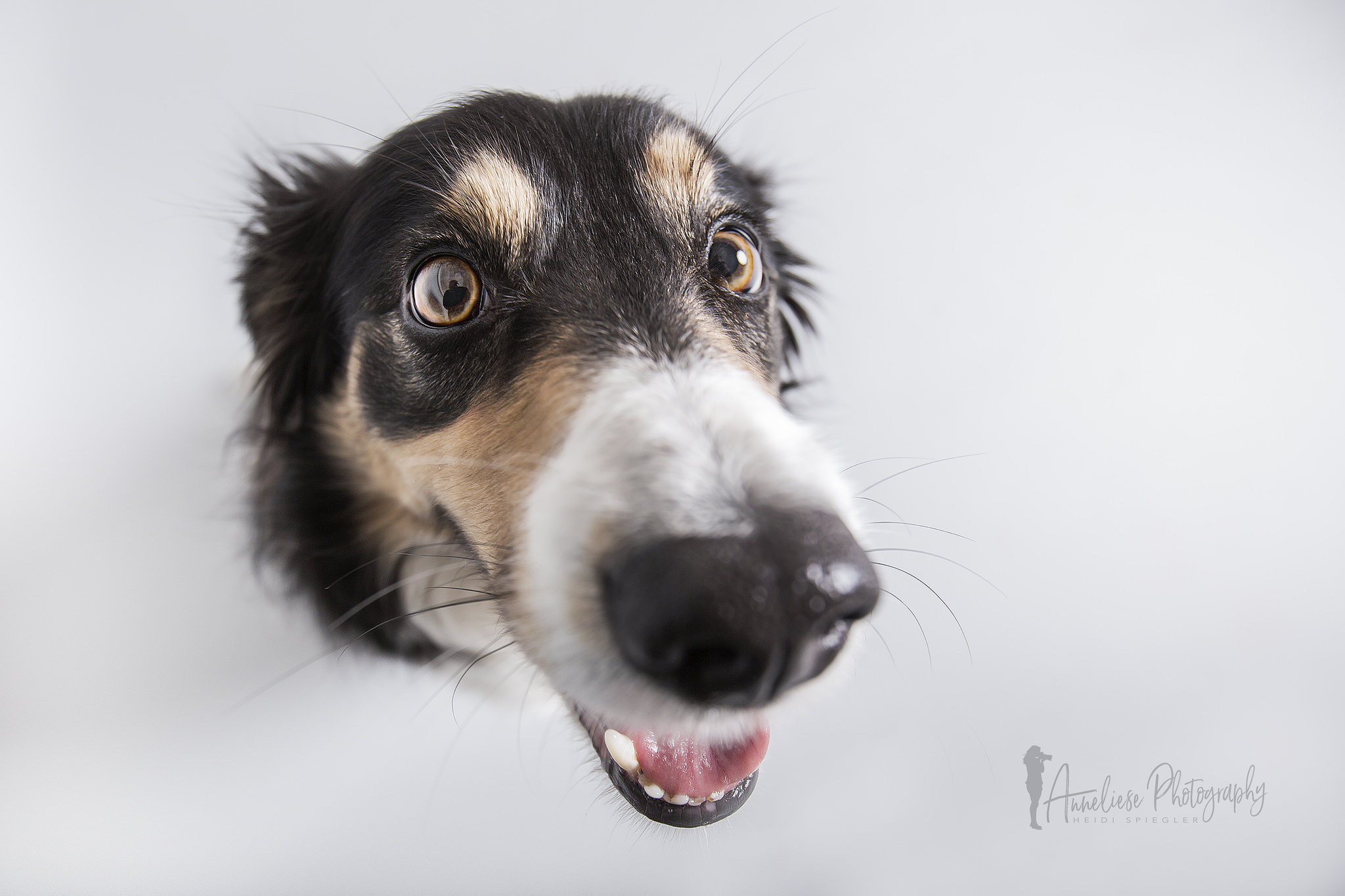 Free download wallpaper Dogs, Macro, Dog, Muzzle, Animal, Head on your PC desktop