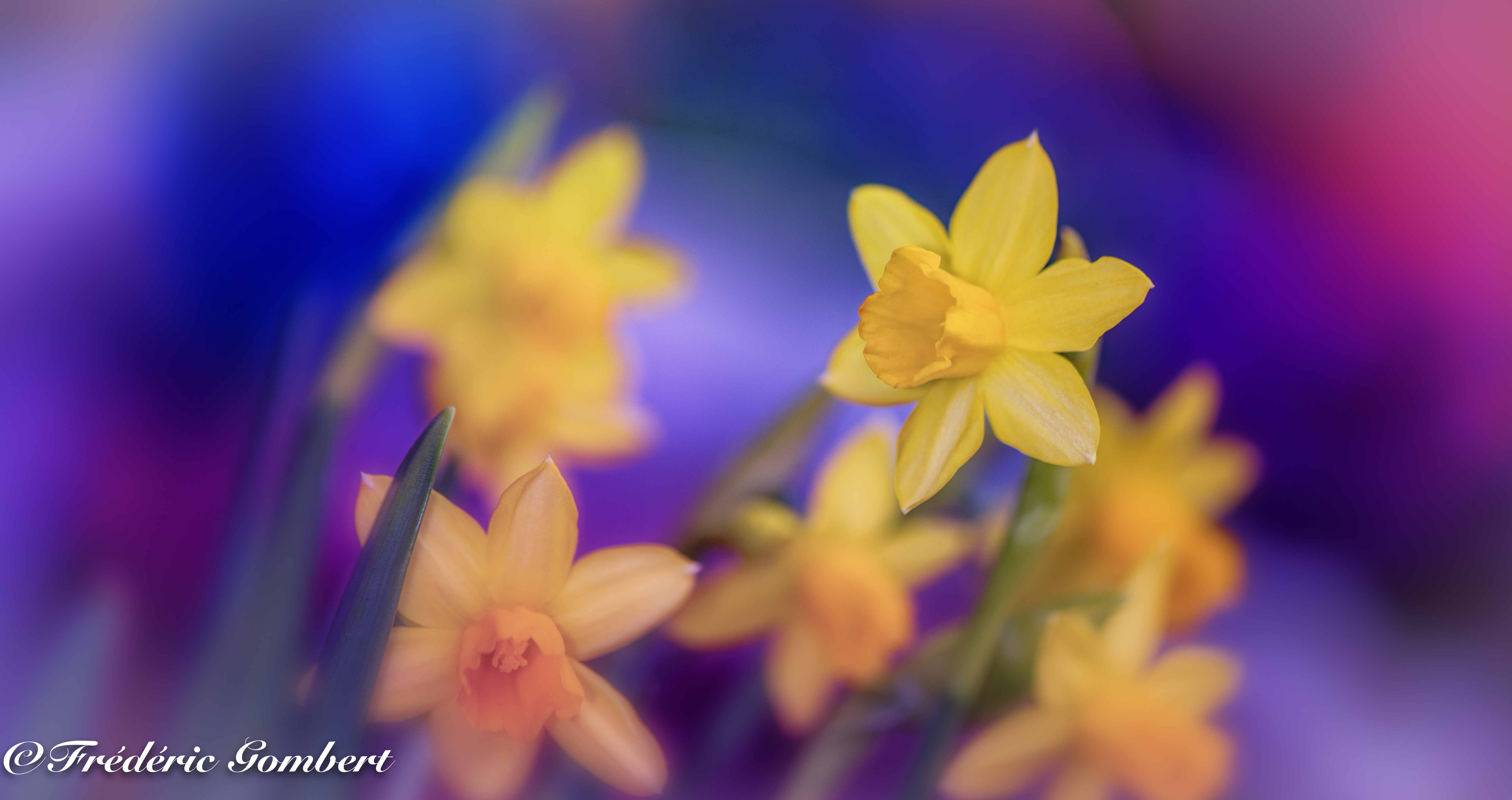Скачать картинку Макро, Цветы, Желтый, Нарциссы, Весна в телефон бесплатно.