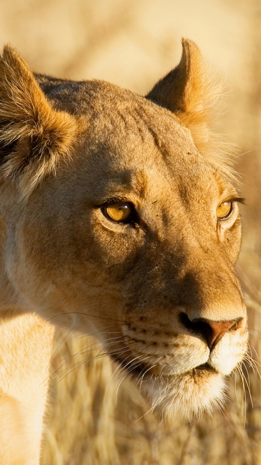 Téléchargez des papiers peints mobile Lion, Chats, Animaux gratuitement.