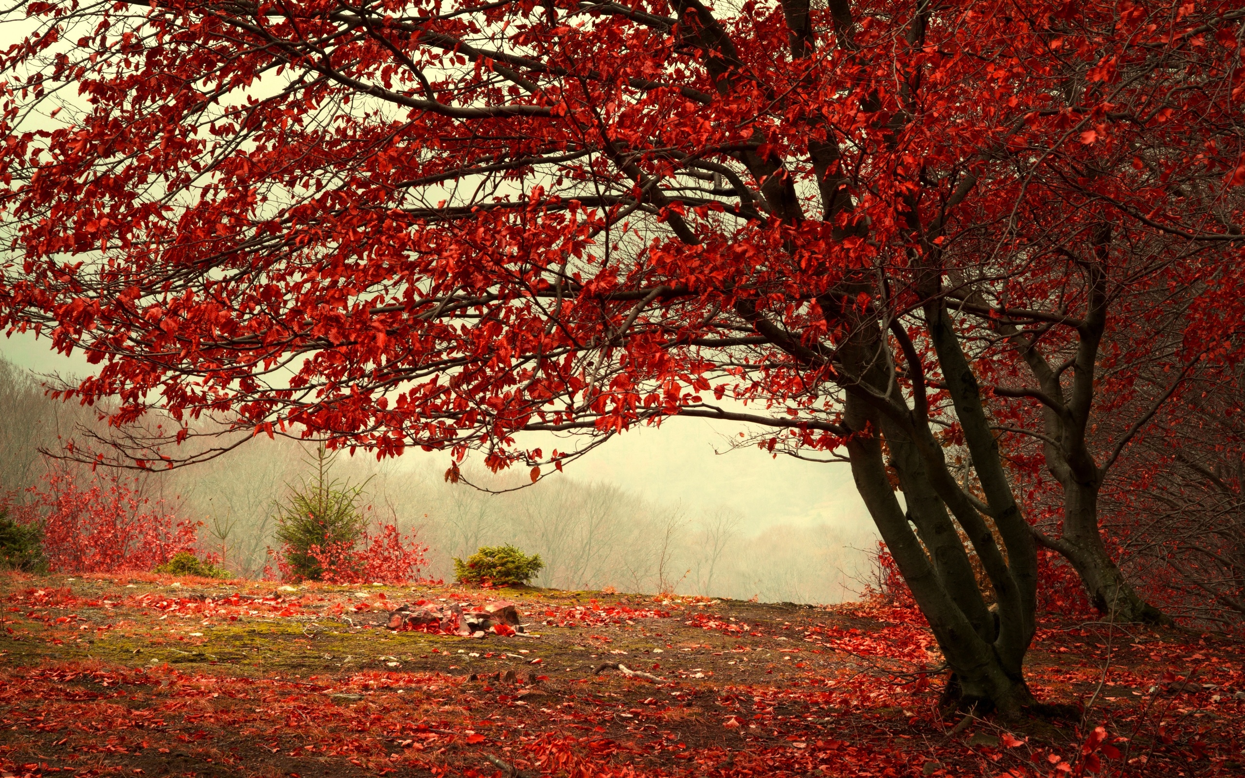 Téléchargez des papiers peints mobile Automne, Arbre, Terre/nature gratuitement.