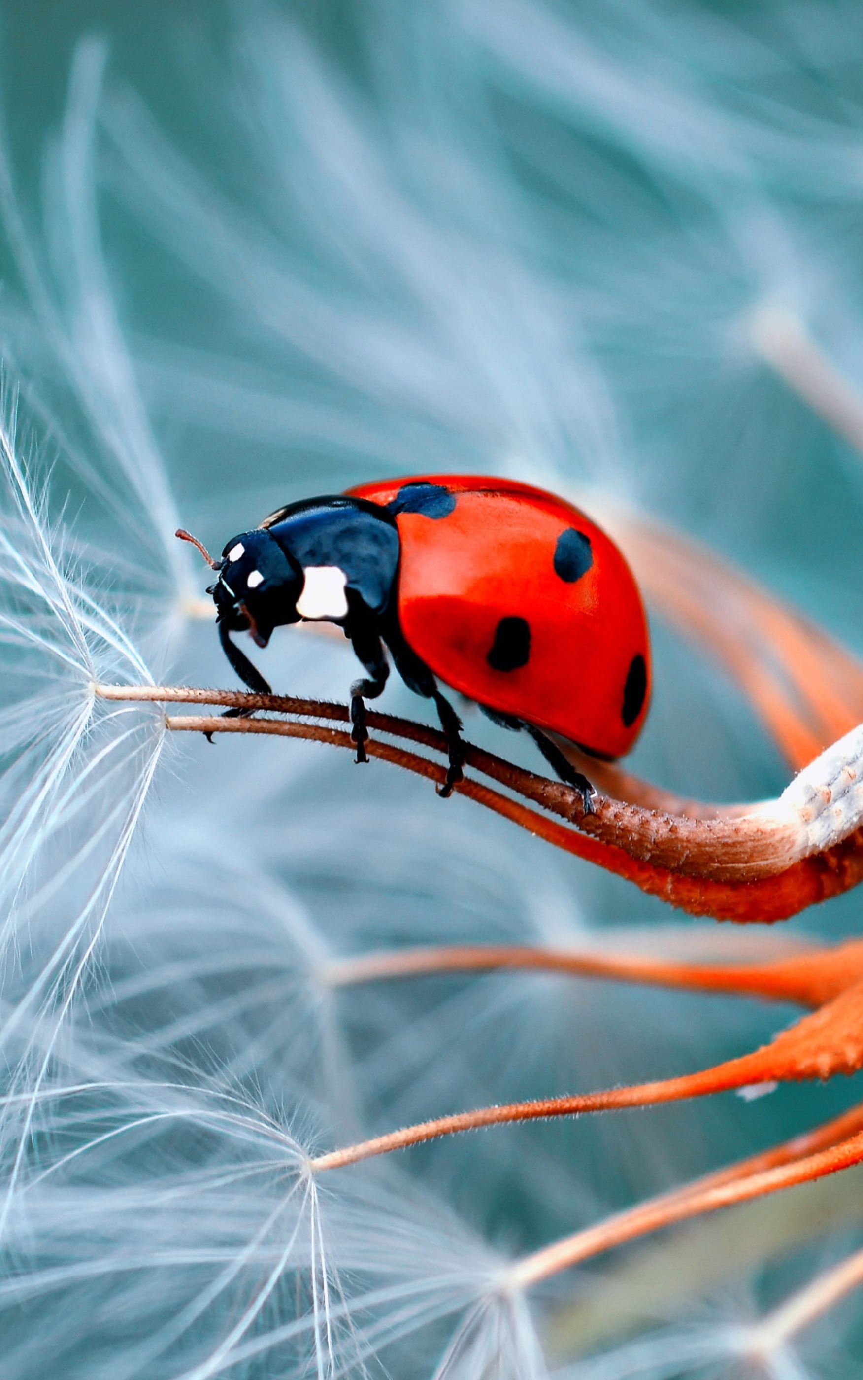 Descarga gratuita de fondo de pantalla para móvil de Animales, Macro, Mariquita, Macrofotografía.