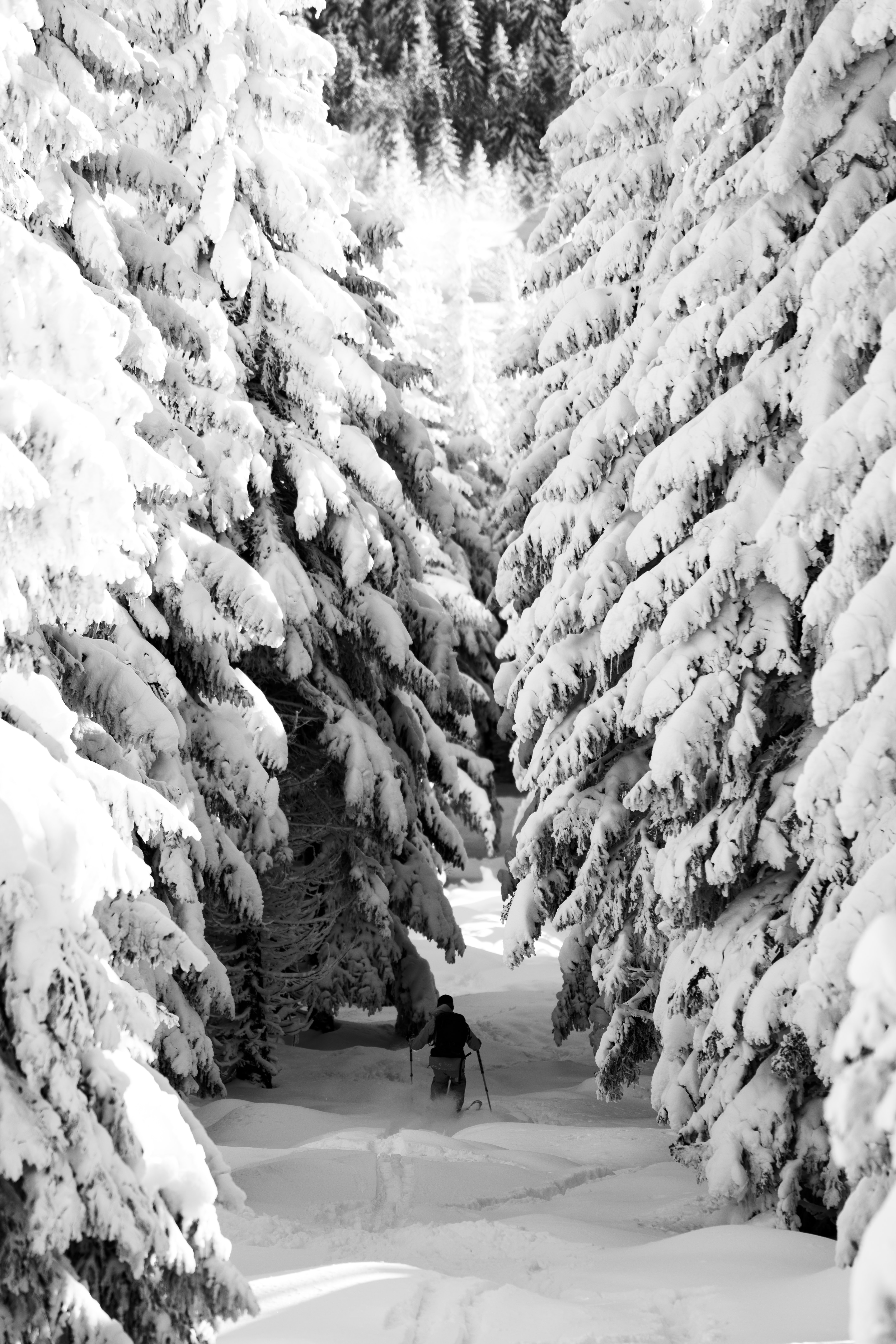 Descarga gratis la imagen Invierno, Naturaleza, Nieve, Miscelánea, Bosque, Humano, Esquí, Misceláneo, Persona, Esquiar en el escritorio de tu PC