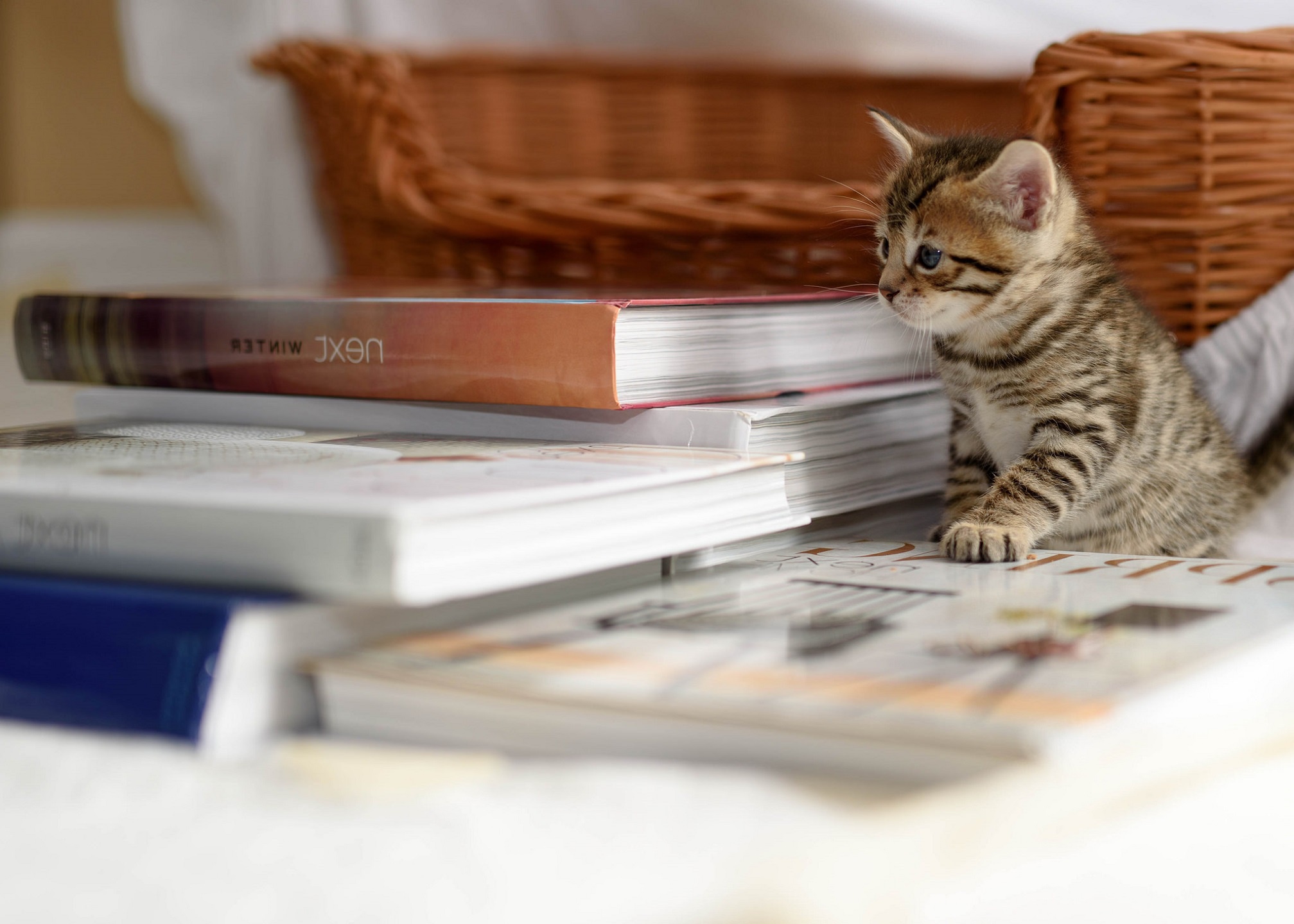 無料モバイル壁紙子猫, 赤ちゃん動物, ネコ, 猫, 動物をダウンロードします。