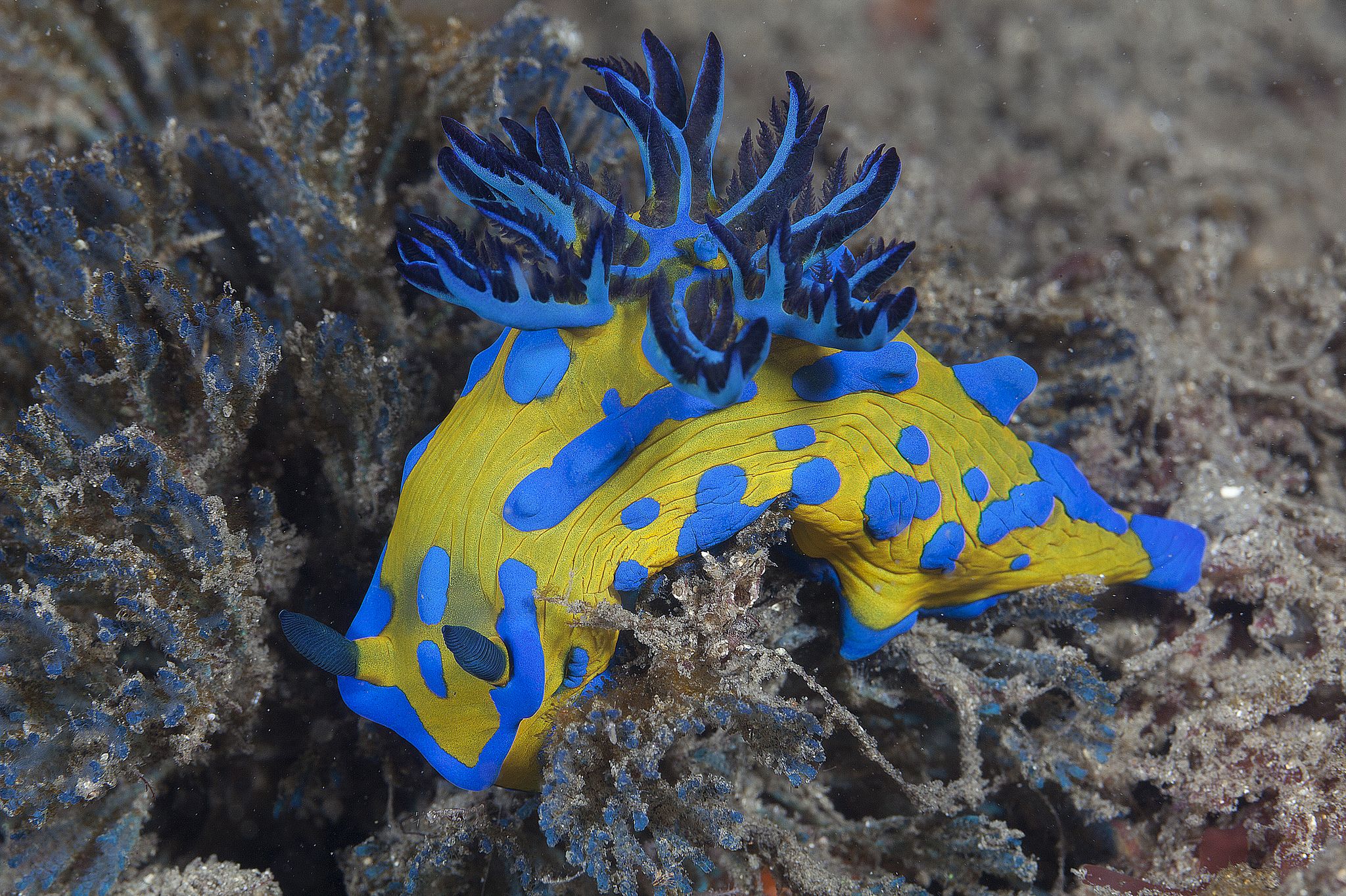animal, sea slug, nudibranch
