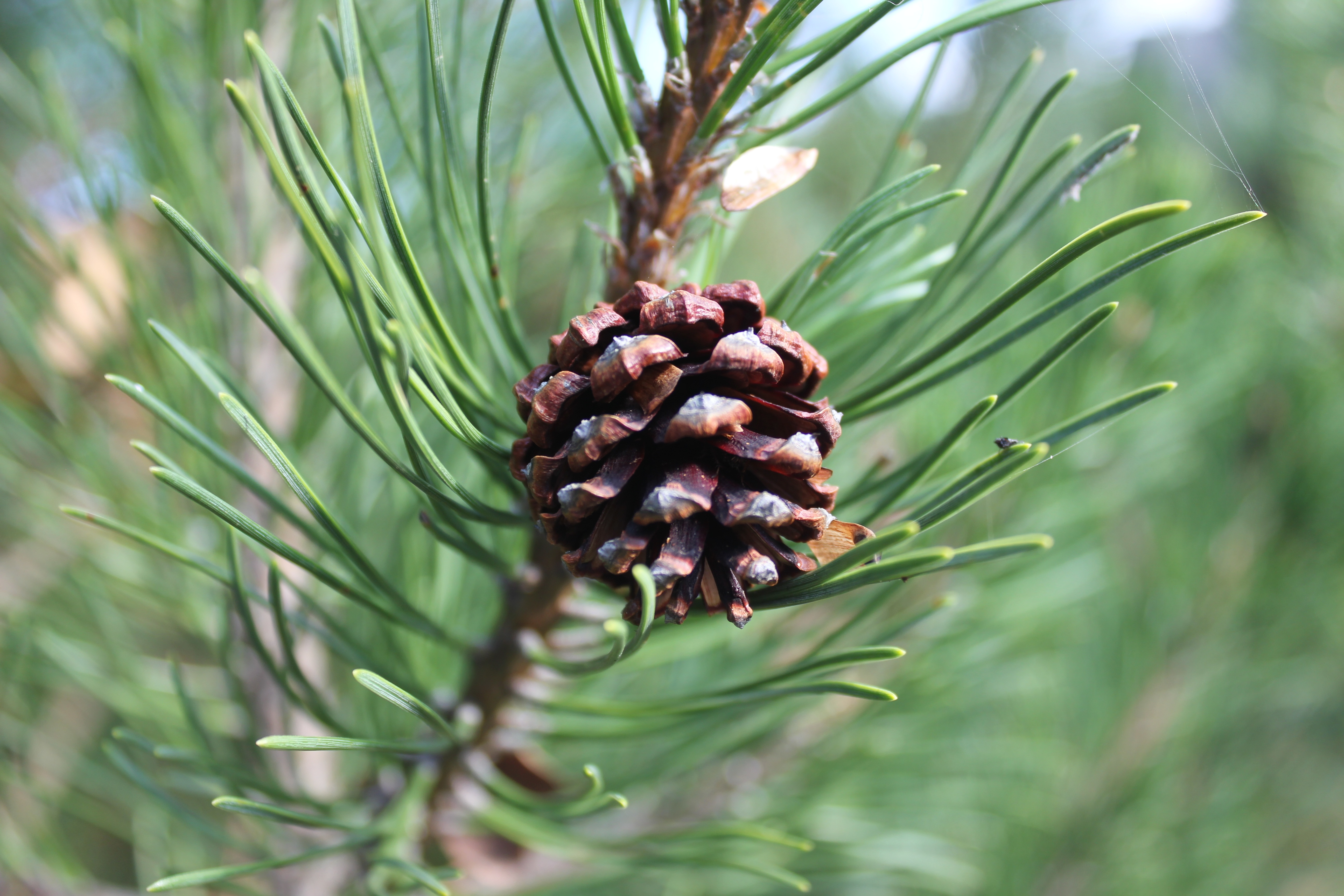 nature, pine, branch, cone, bump