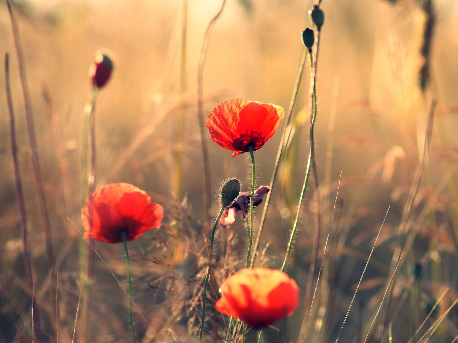 Free download wallpaper Poppies, Summer, Field, Sharpness, Flowers on your PC desktop