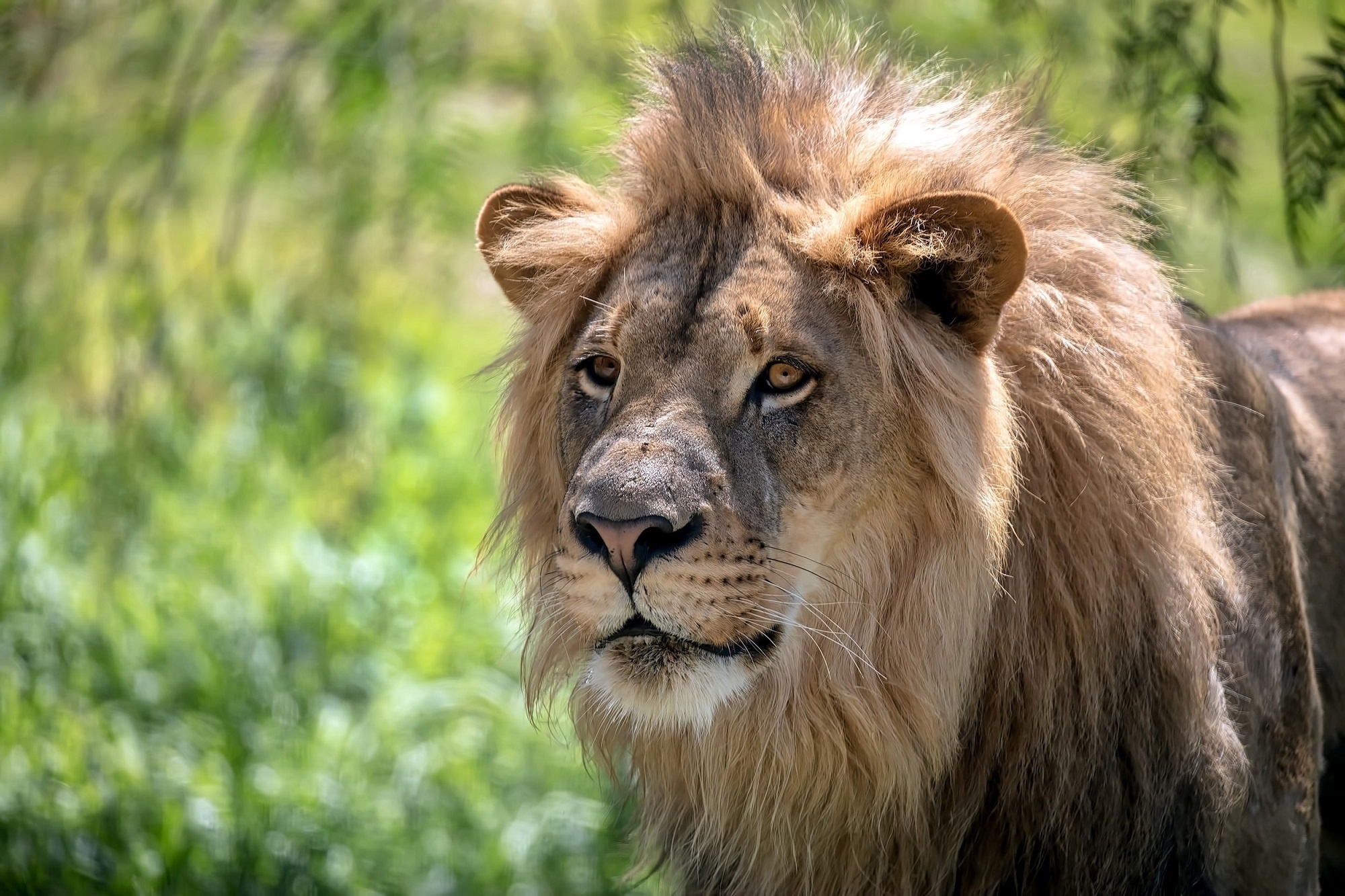 Téléchargez des papiers peints mobile Animaux, Chats, Lion gratuitement.