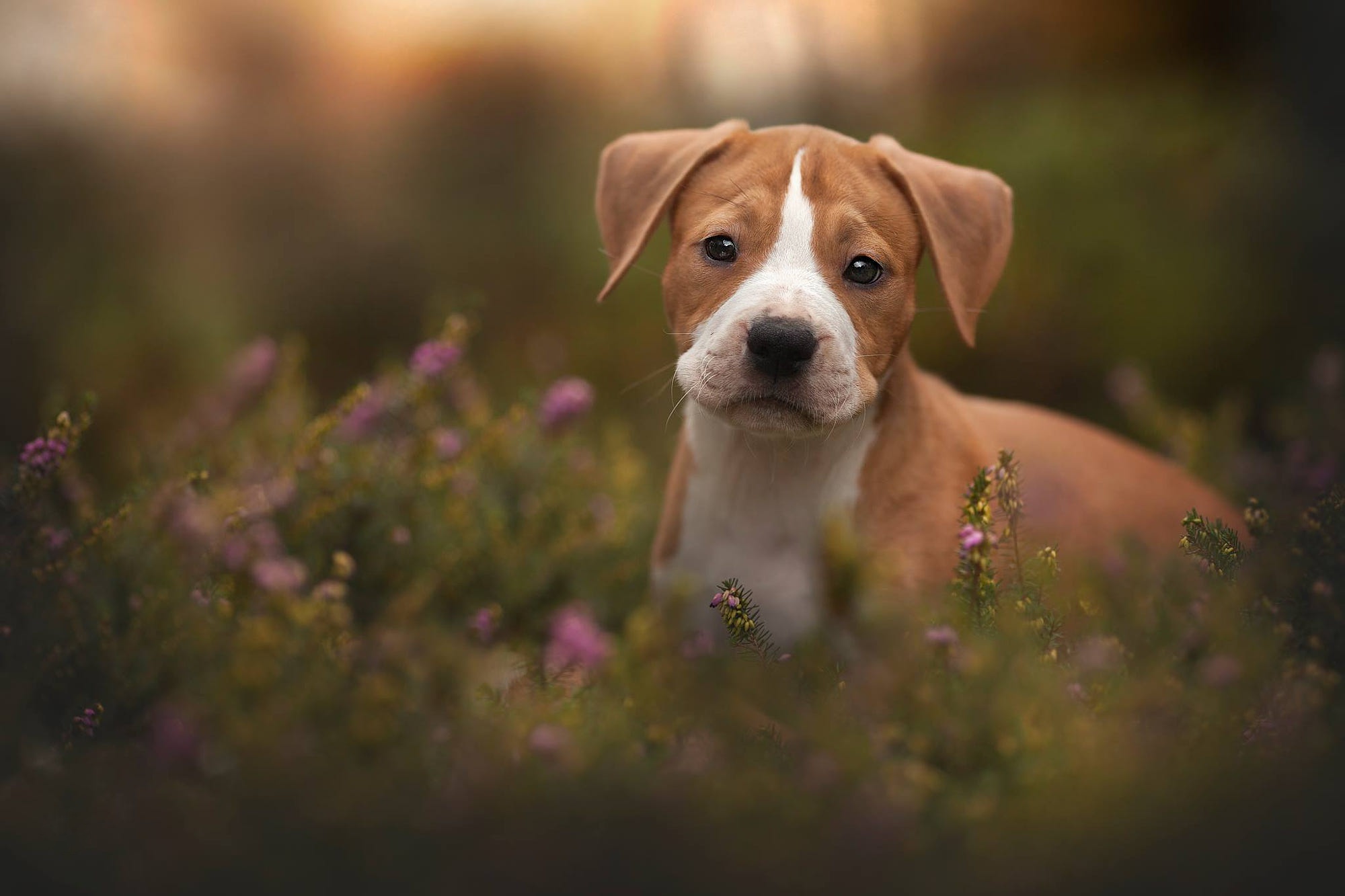 Free download wallpaper Dogs, Dog, Animal, Puppy, Baby Animal on your PC desktop