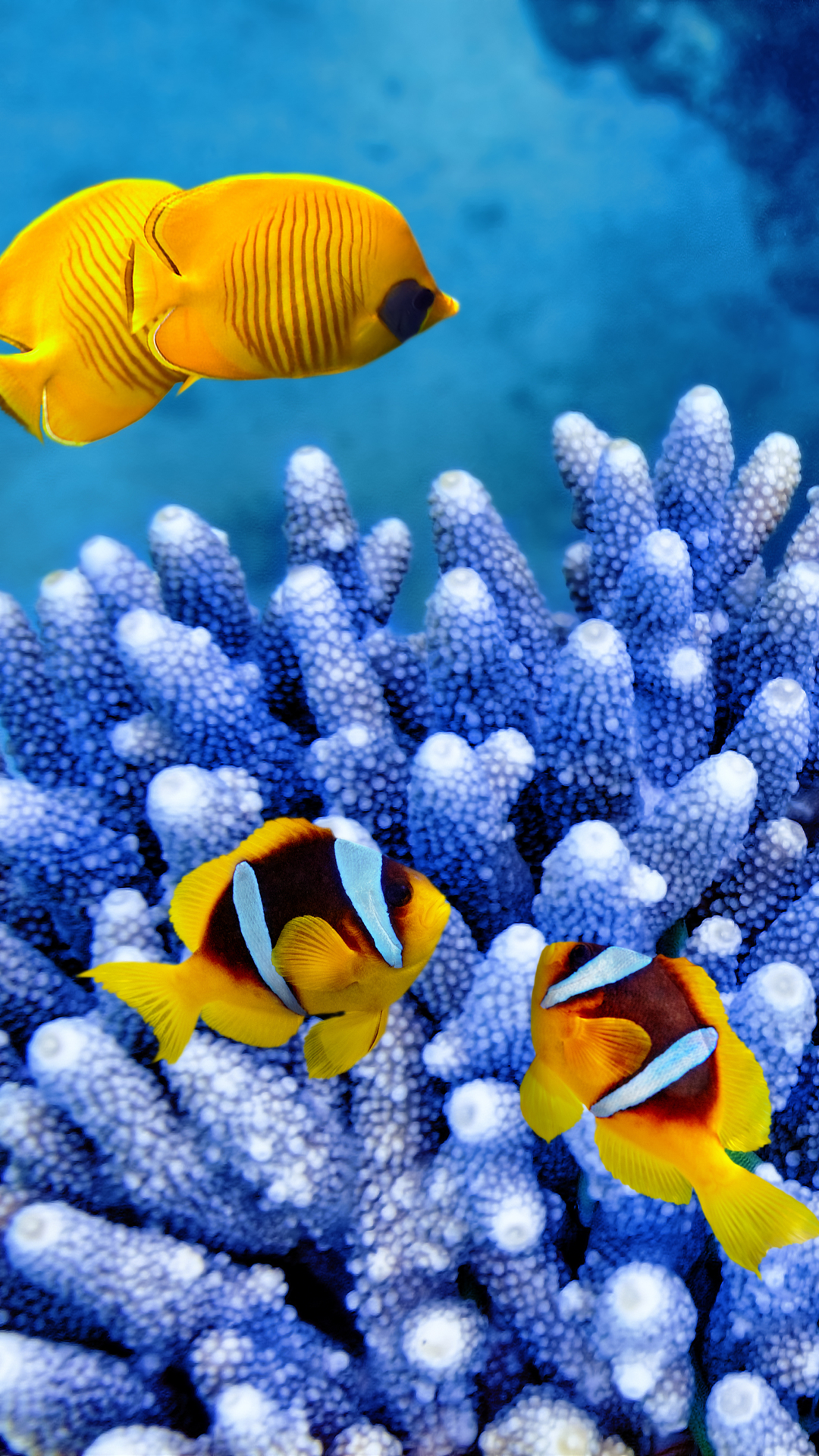 Download mobile wallpaper Fishes, Coral, Ocean, Animal, Fish, Underwater, Sea Life for free.