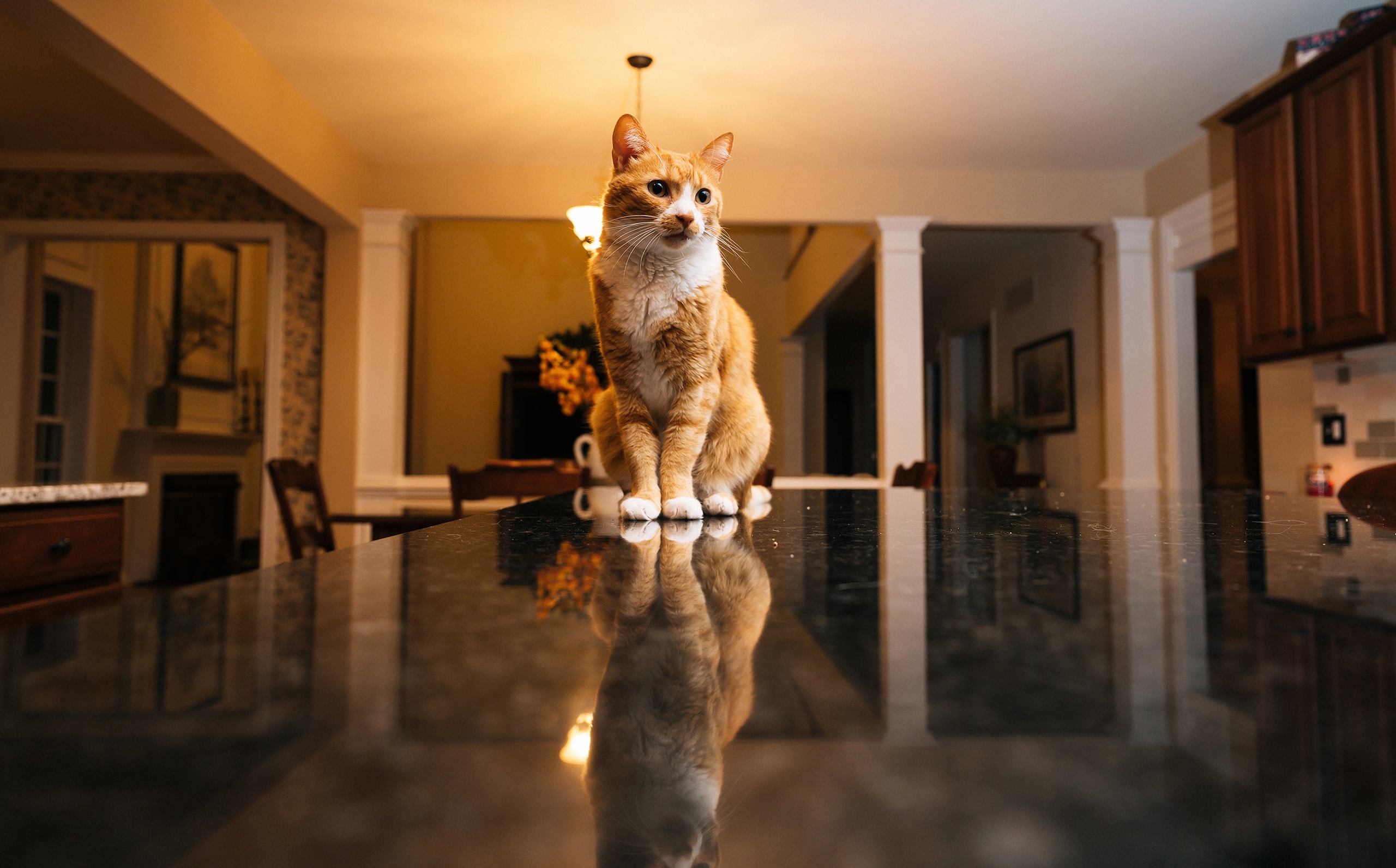 Baixar papel de parede para celular de Animais, Gatos, Gato, Reflecção gratuito.