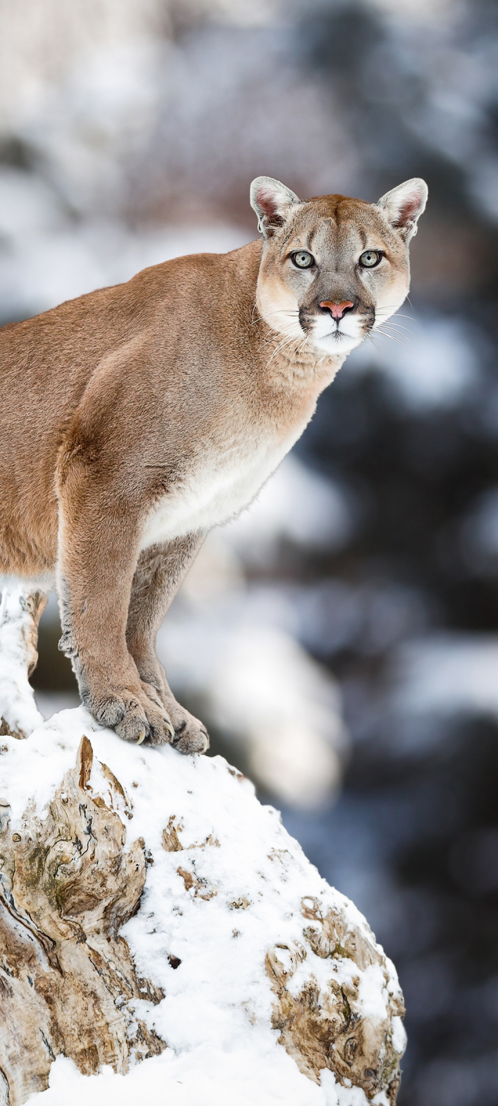 Téléchargez des papiers peints mobile Animaux, Chats, Puma gratuitement.